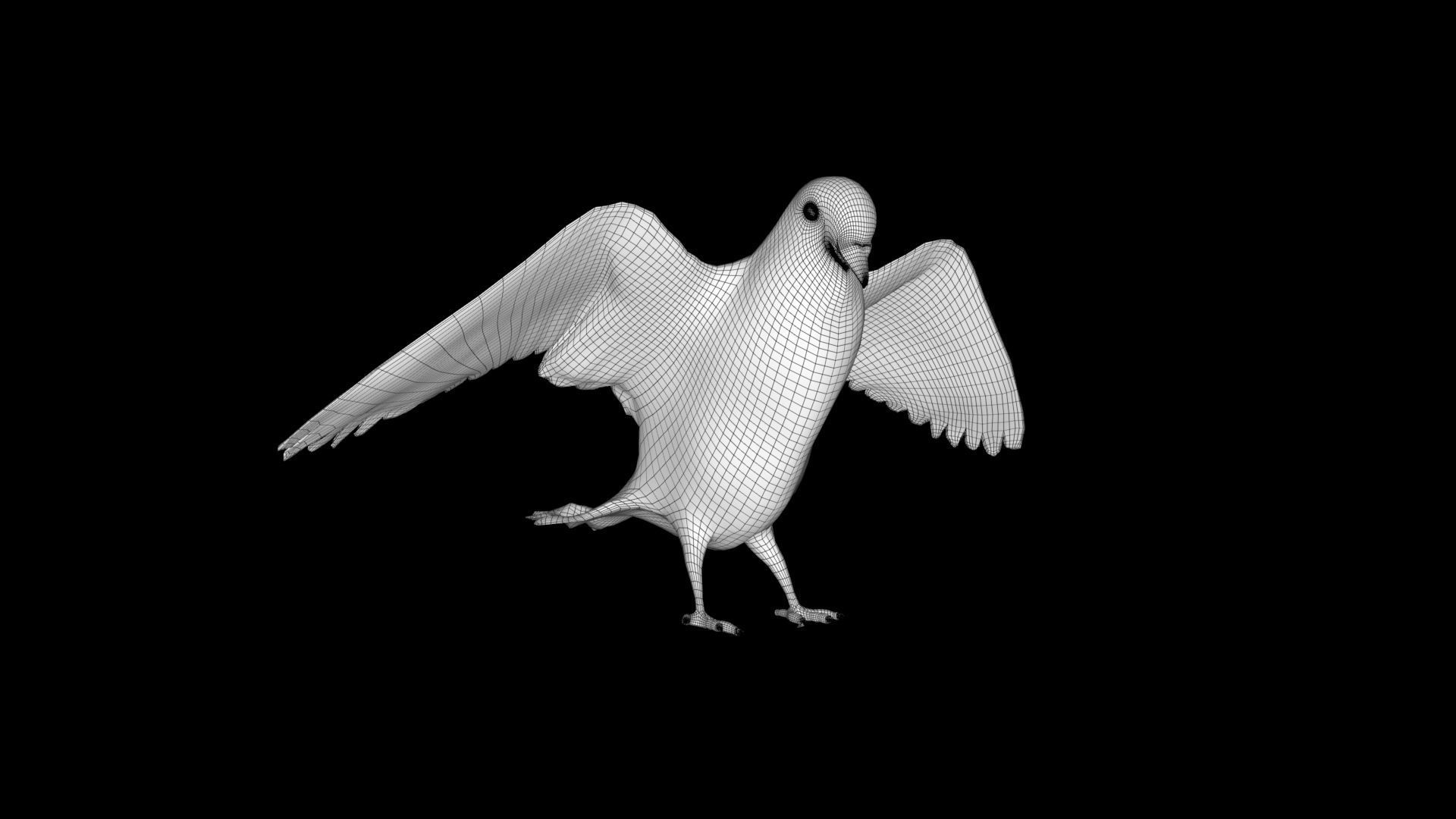 Low Poly Pigeon Low-poly 3D model_11