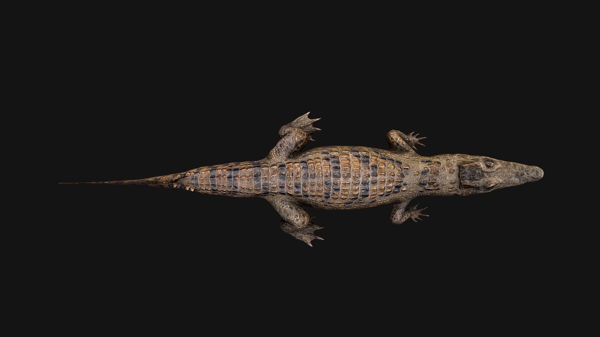 Deer and Crocodile Herbivore and Predator Low-poly 3D model_26