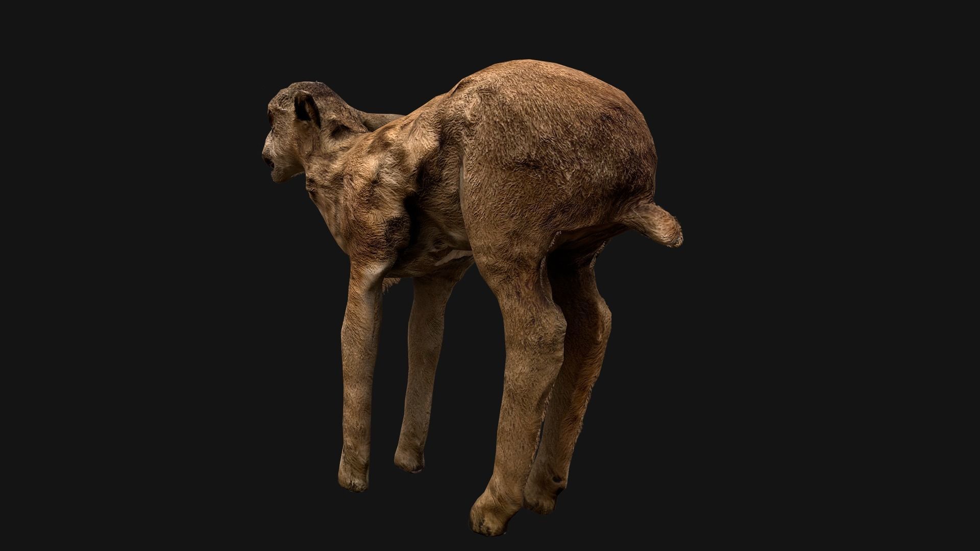 Deer and Crocodile Herbivore and Predator Low-poly 3D model_17