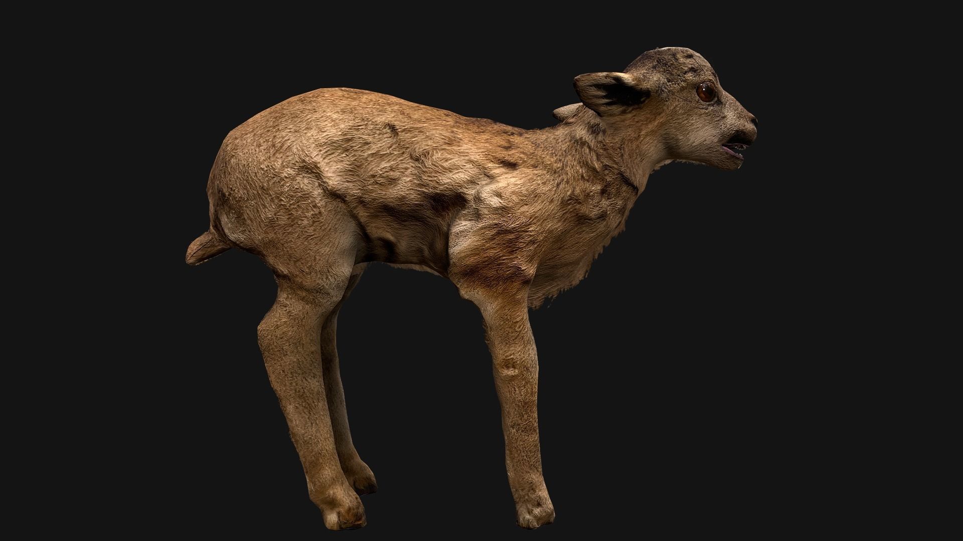 Deer and Crocodile Herbivore and Predator Low-poly 3D model_18