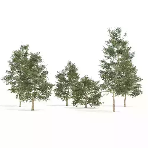Common Buckthorn trees collection Low-poly 3D model