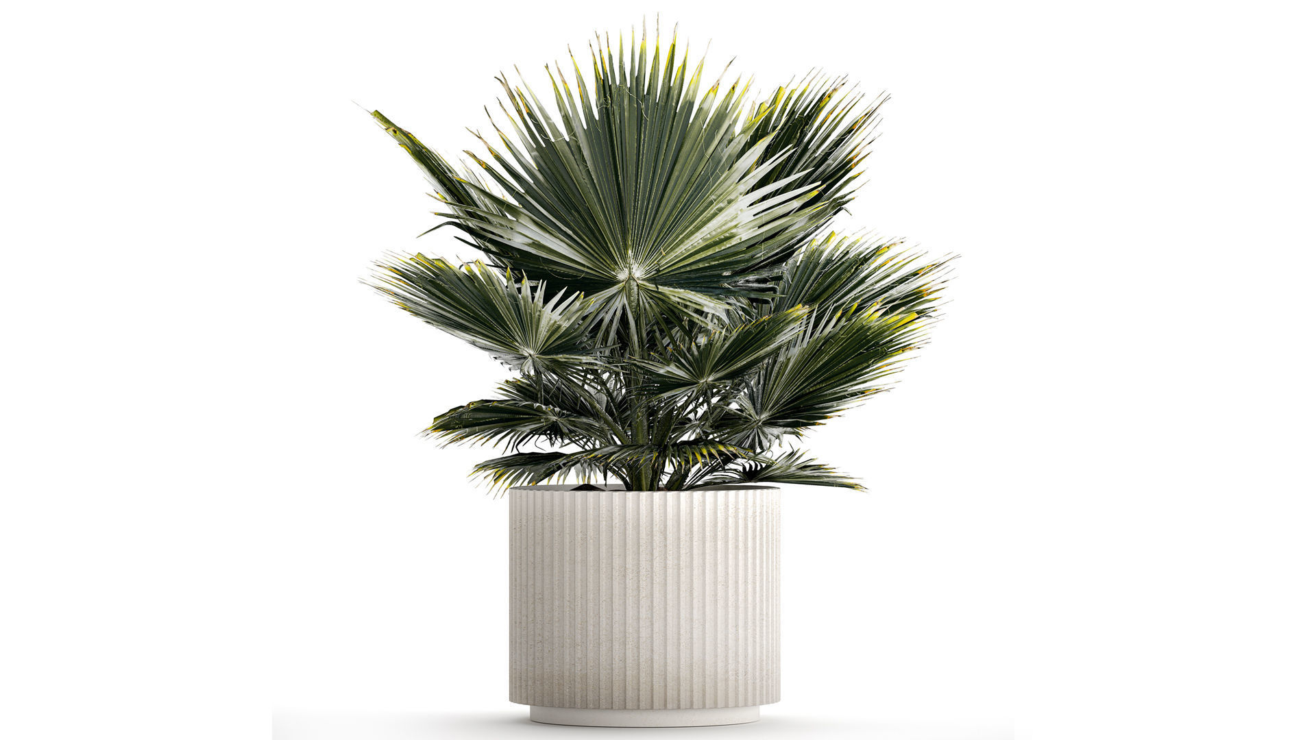Beautiful fan palm for decoration in a flower pot 1275 3D model_2