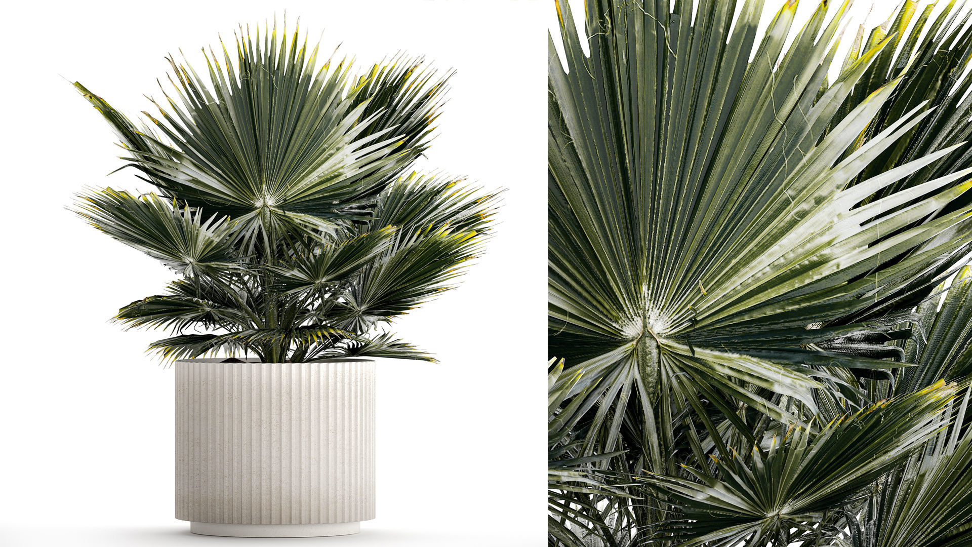 Beautiful fan palm for decoration in a flower pot 1275 3D model_1