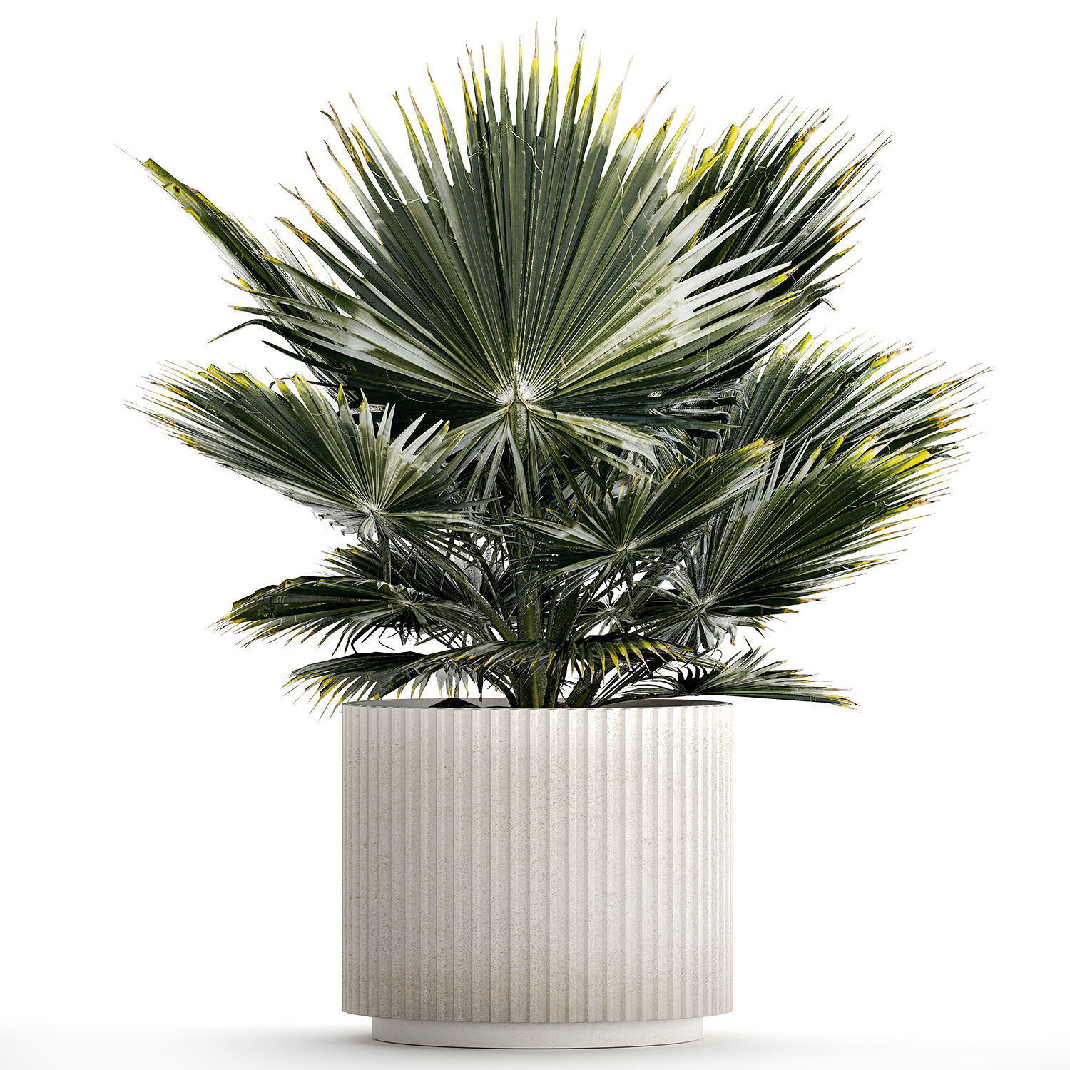 Beautiful fan palm for decoration in a flower pot 1275 3D model_6