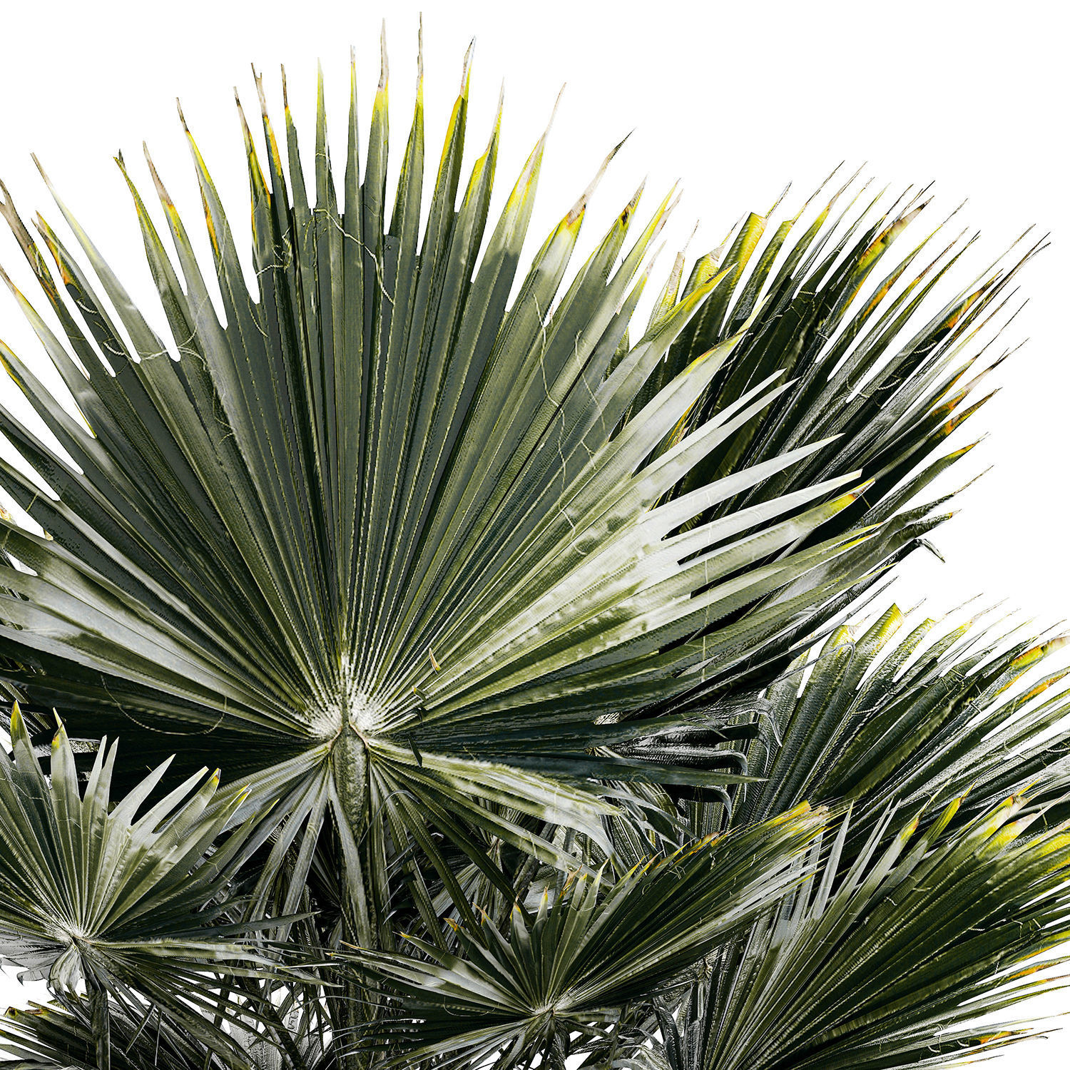 Beautiful fan palm for decoration in a flower pot 1275 3D model_8