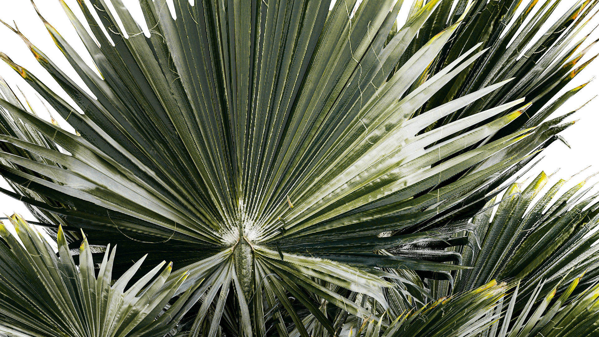 Beautiful fan palm for decoration in a flower pot 1275 3D model_5