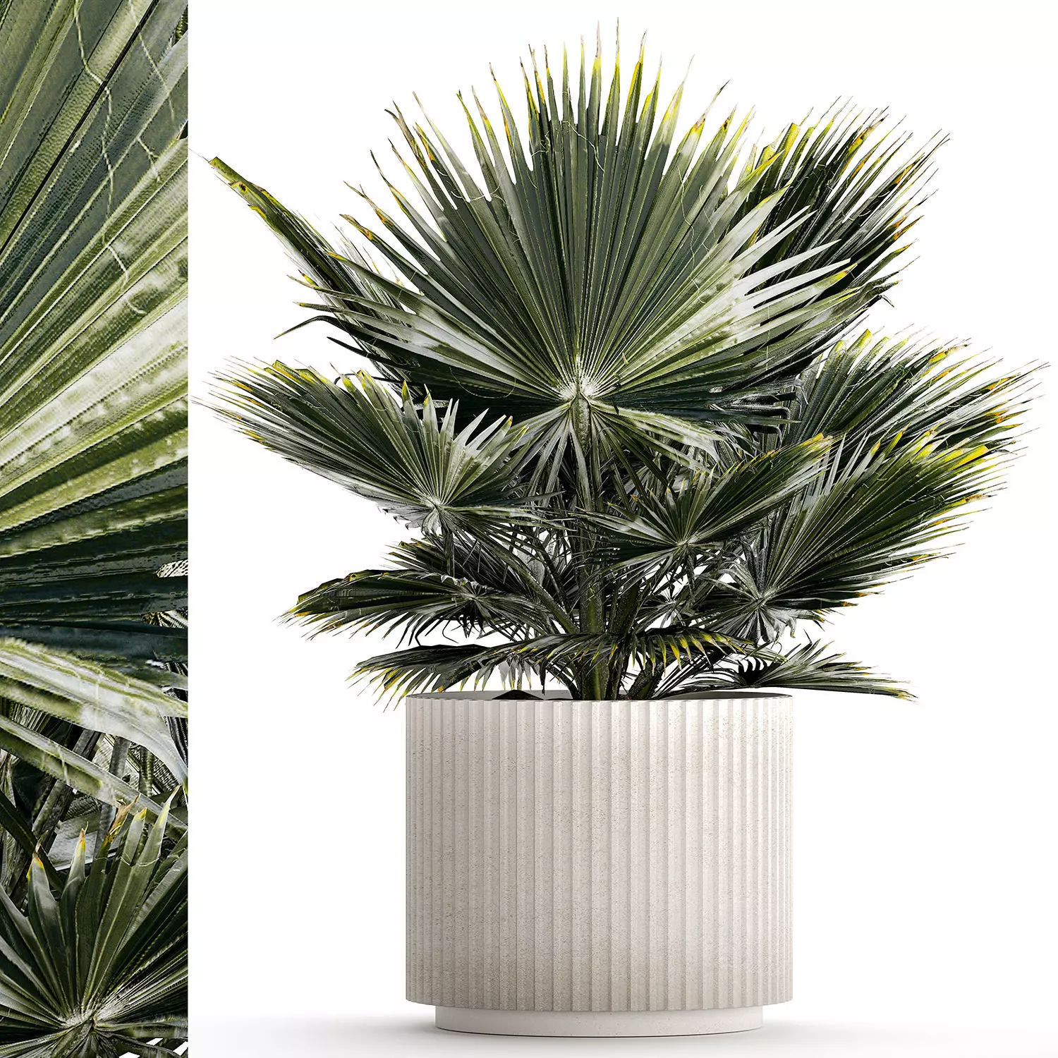 Beautiful fan palm for decoration in a flower pot 1275 3D model_0