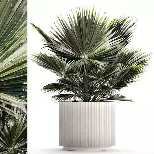 Beautiful fan palm for decoration in a flower pot 1275