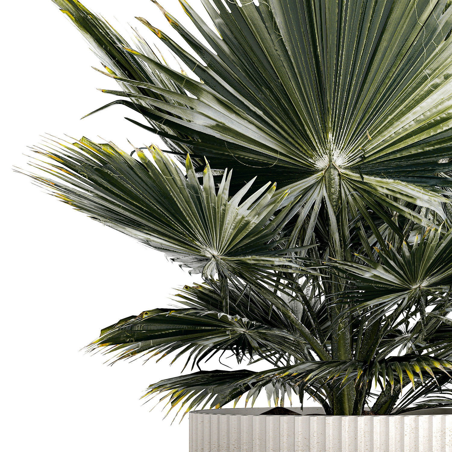 Beautiful fan palm for decoration in a flower pot 1275 3D model_10