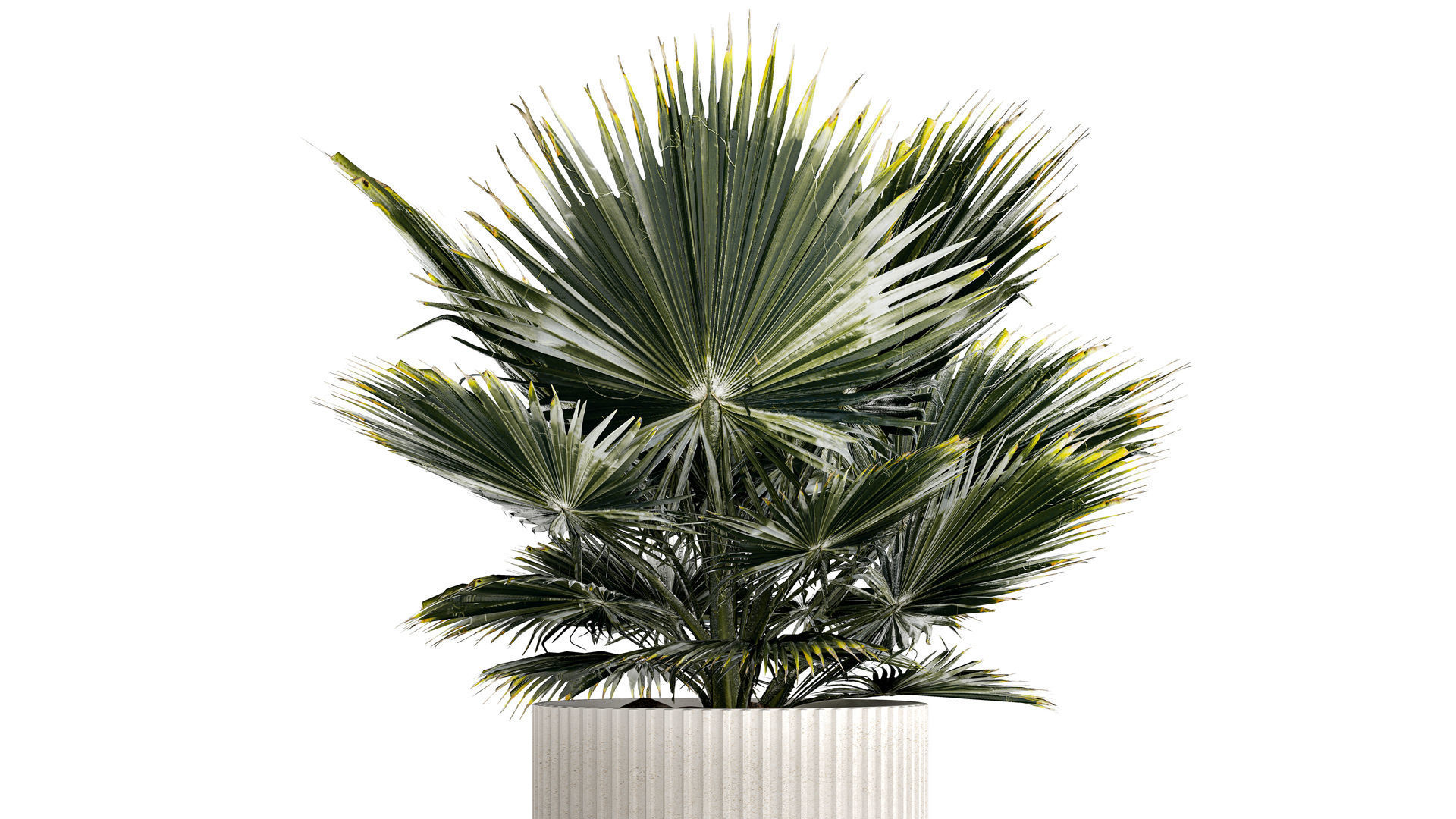 Beautiful fan palm for decoration in a flower pot 1275 3D model_3