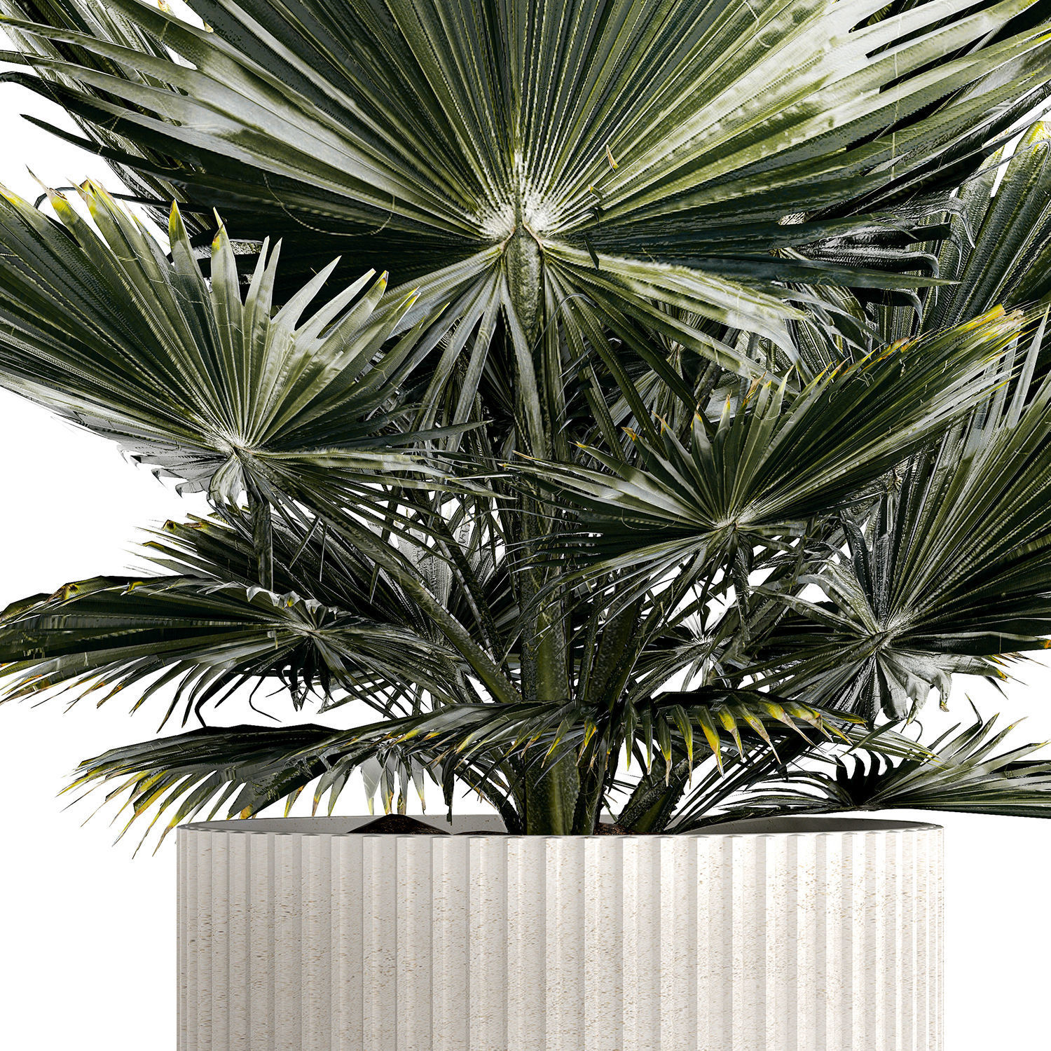 Beautiful fan palm for decoration in a flower pot 1275 3D model_7