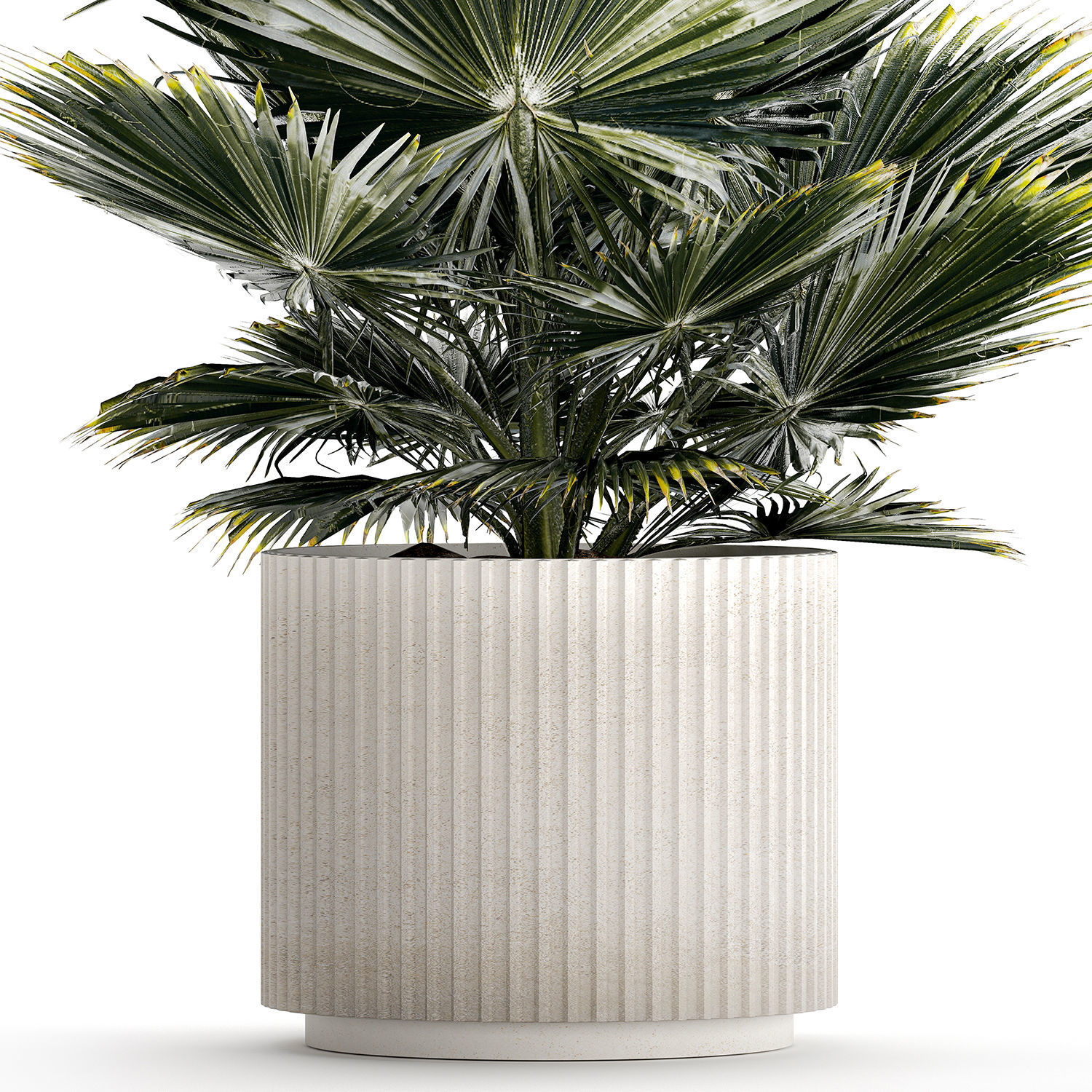 Beautiful fan palm for decoration in a flower pot 1275 3D model_9