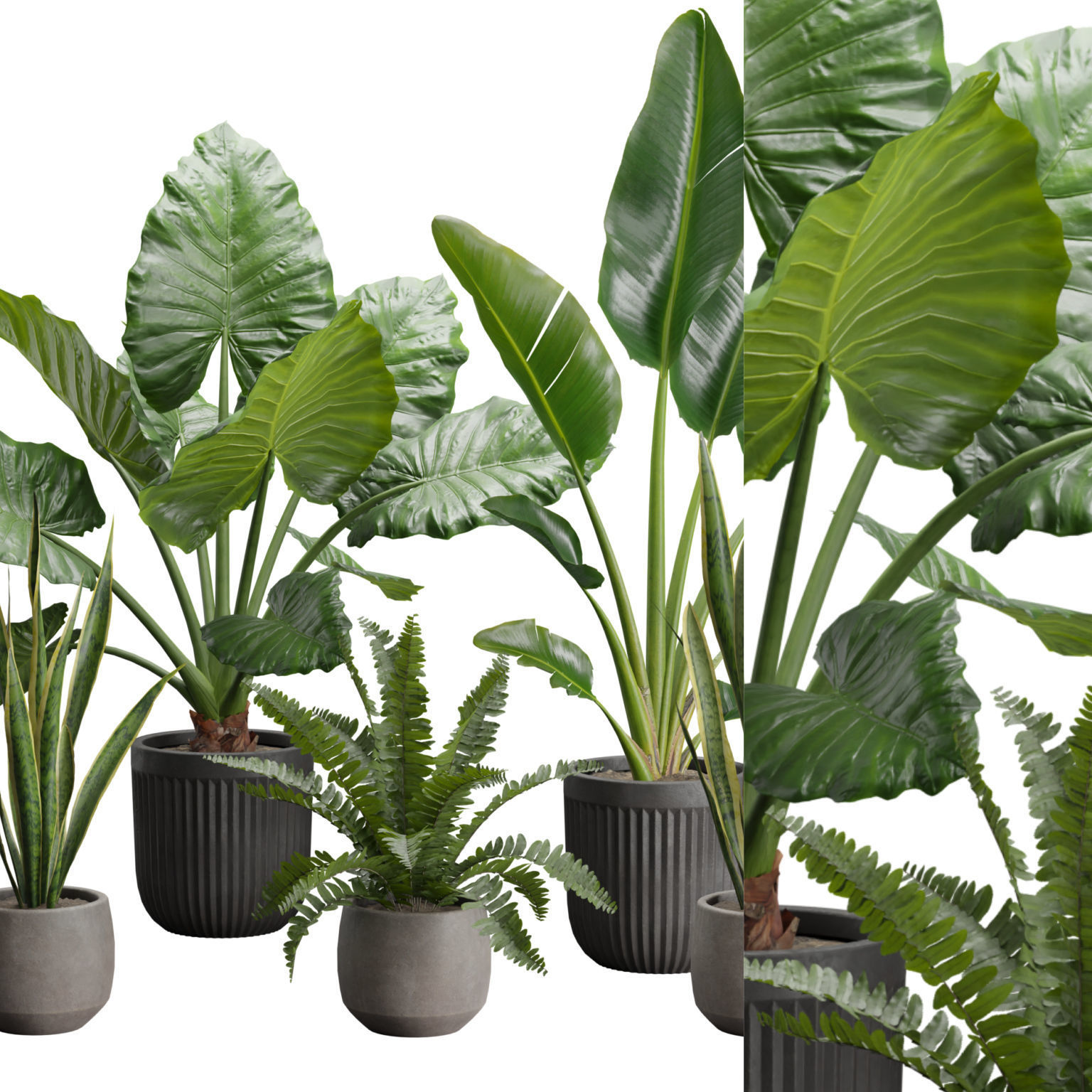 Indoor Plants Pack 46 3D model_1