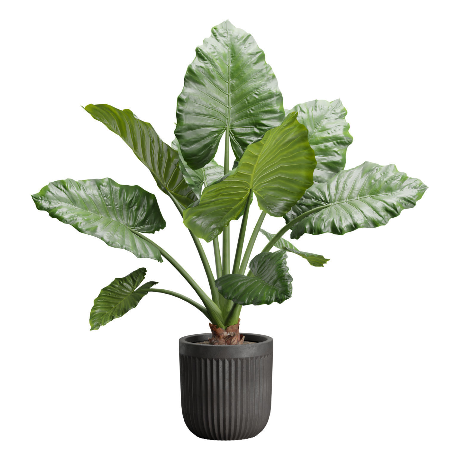 Indoor Plants Pack 46 3D model_3