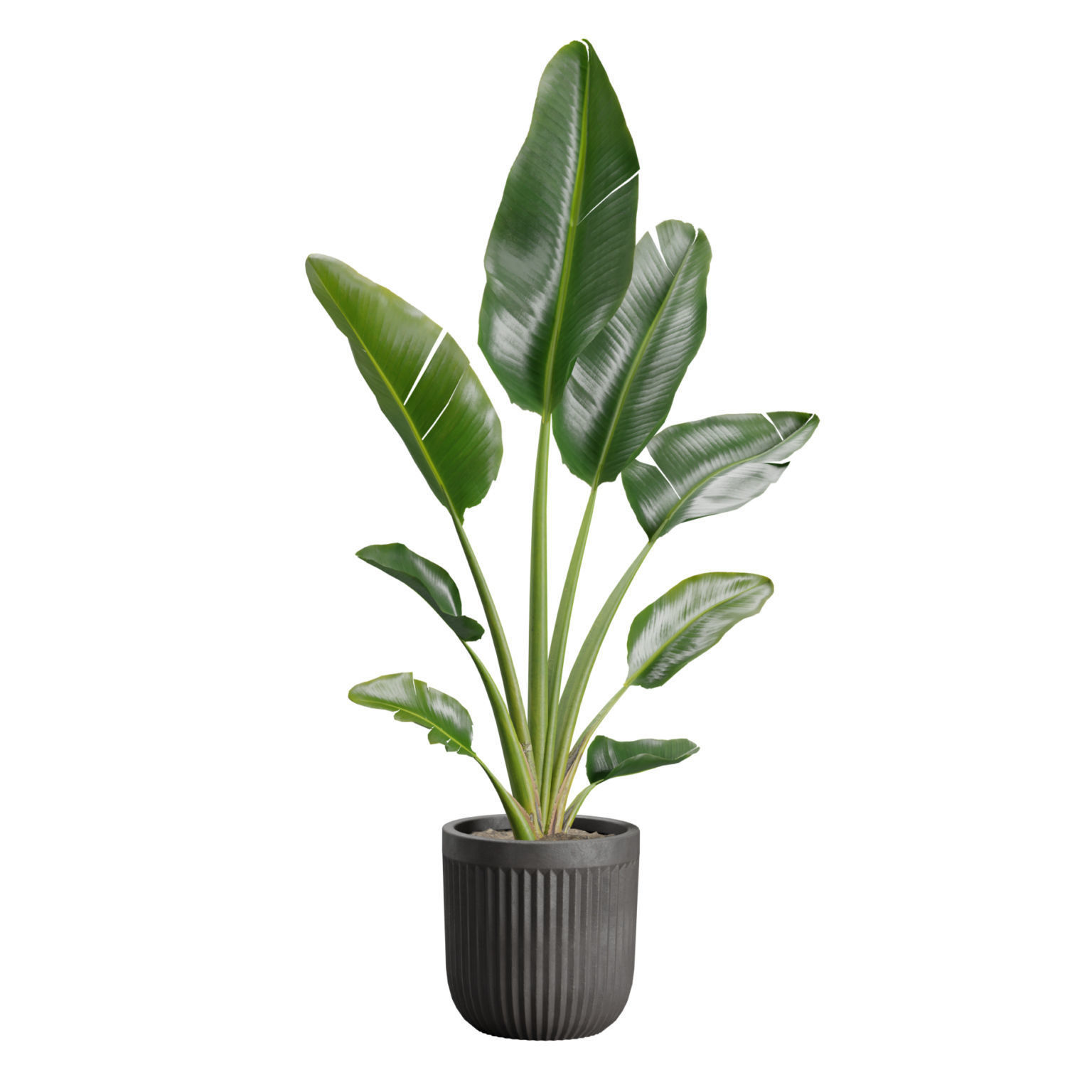 Indoor Plants Pack 46 3D model_5