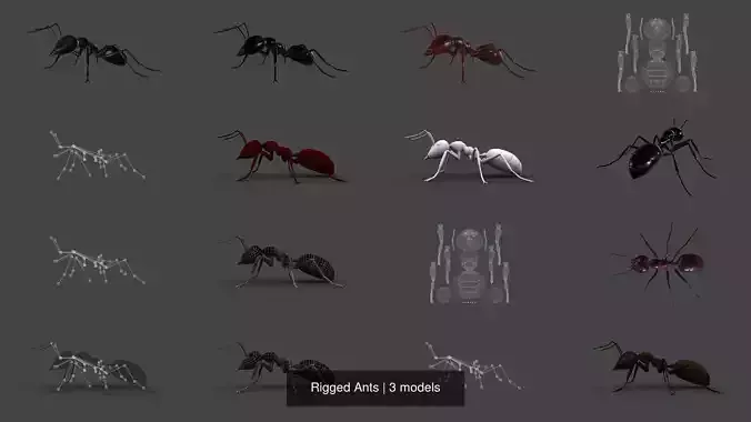 Rigged Ants 3D Model Collection