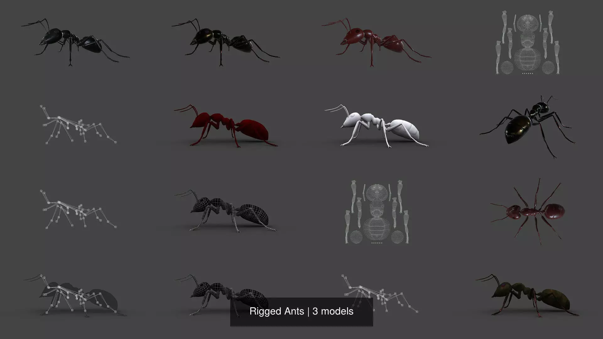 Rigged Ants 3D Model Collection_0