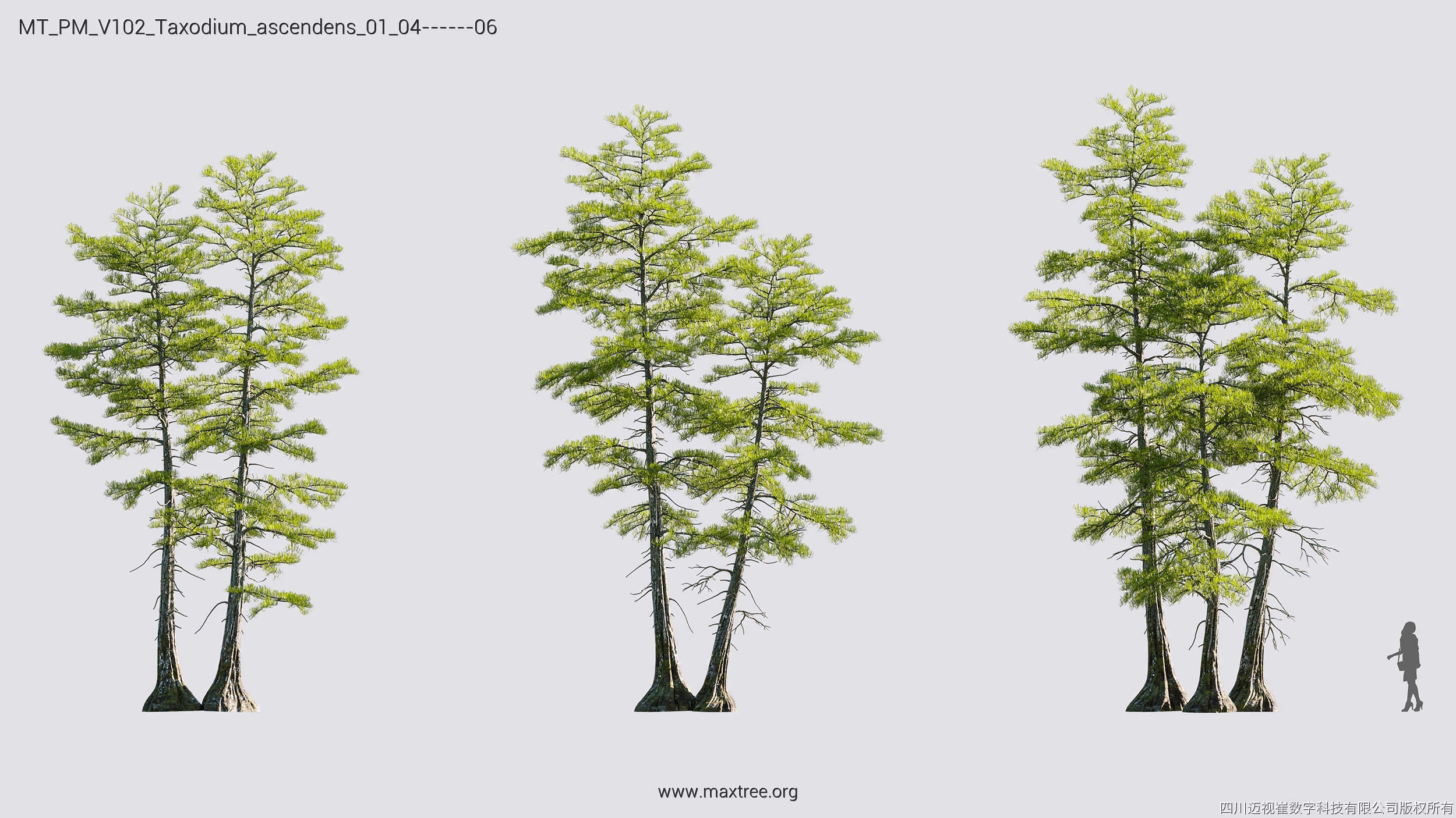 Maxtree Plant Models Vol 102 - Mesh 3D model_32