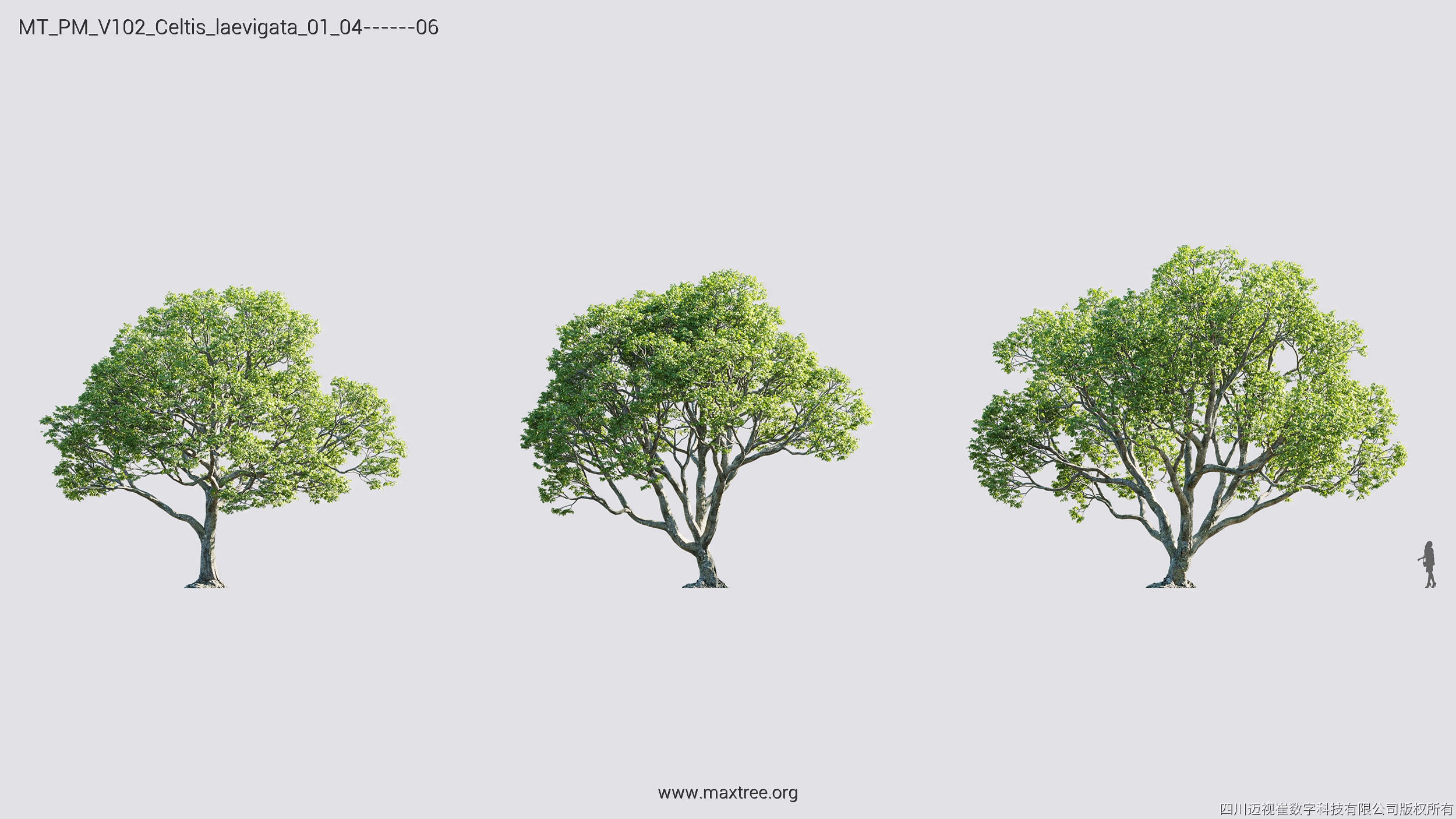 Maxtree Plant Models Vol 102 - Mesh 3D model_16