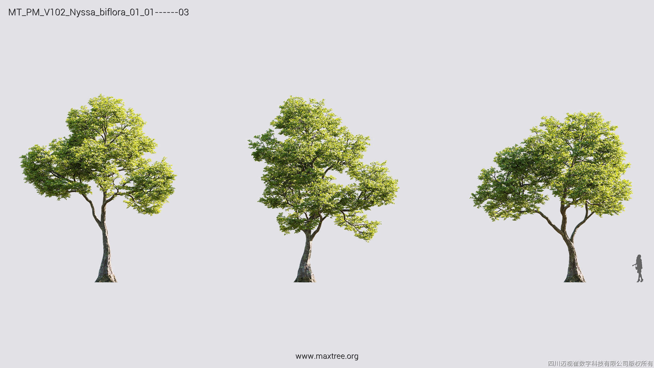Maxtree Plant Models Vol 102 - Mesh 3D model_23