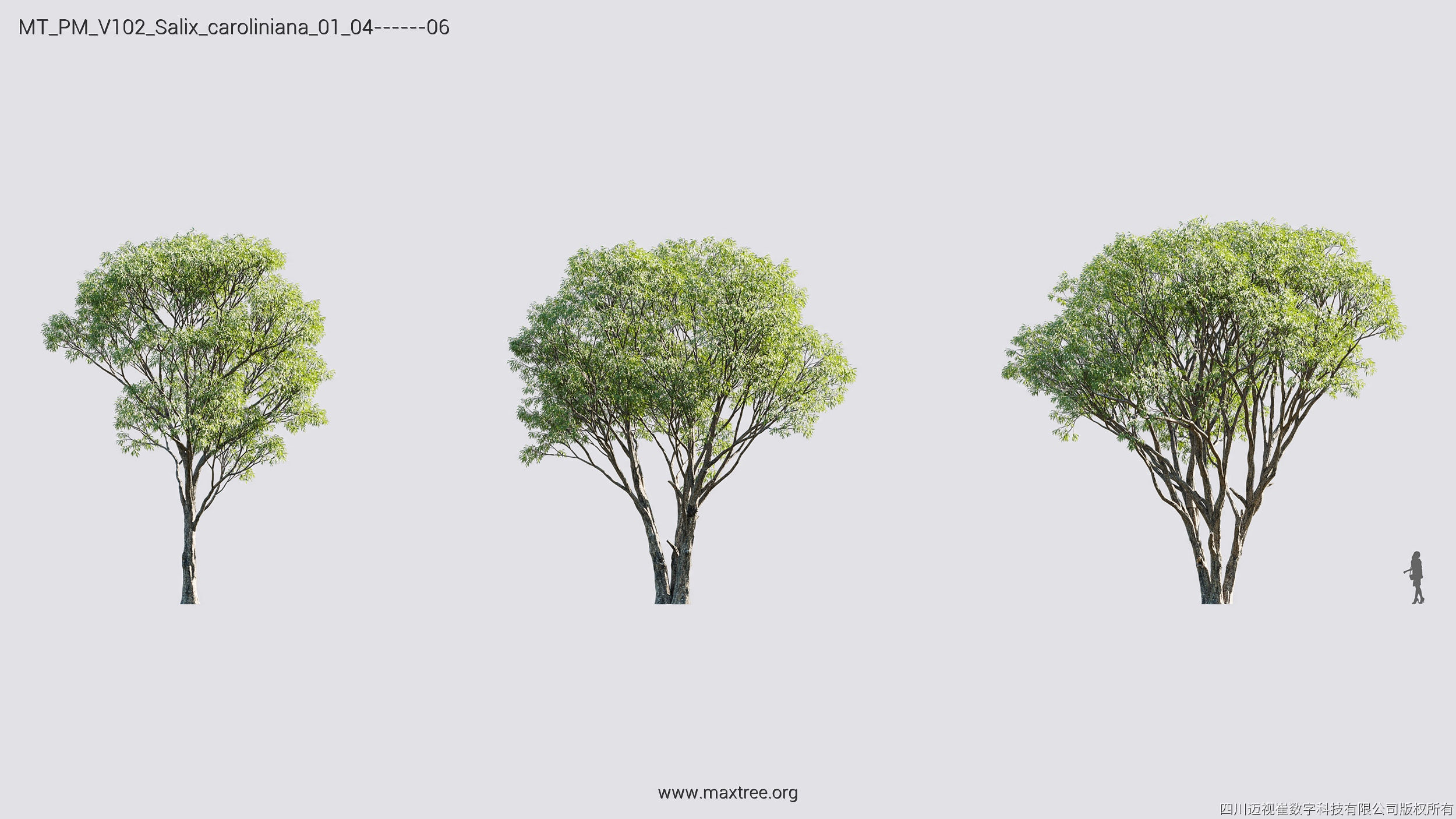 Maxtree Plant Models Vol 102 - Mesh 3D model_30
