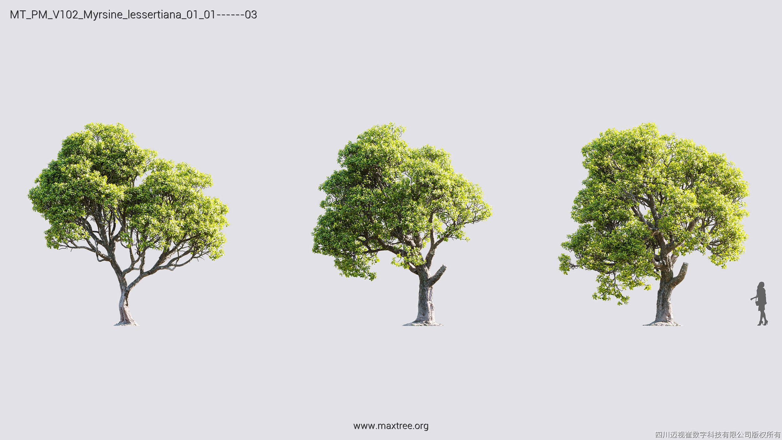 Maxtree Plant Models Vol 102 - Mesh 3D model_19