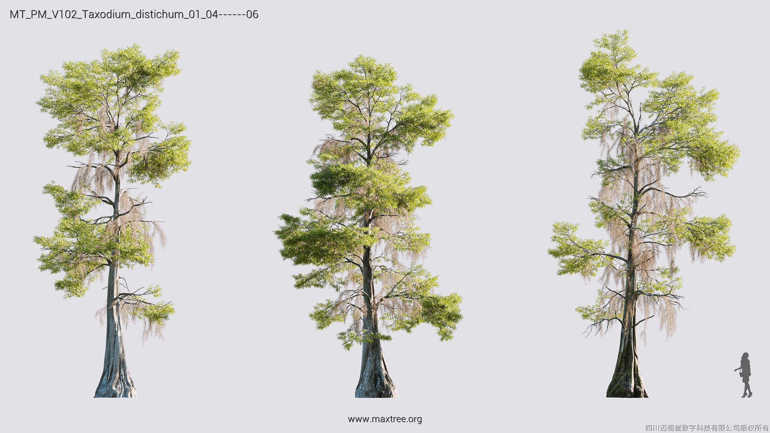 Maxtree Plant Models Vol 102 - Mesh 3D model_34