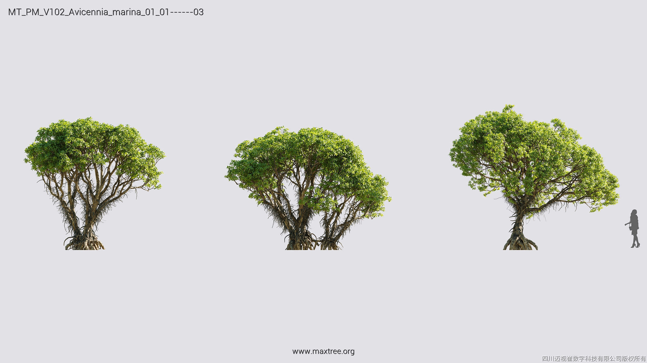 Maxtree Plant Models Vol 102 - Mesh 3D model_11