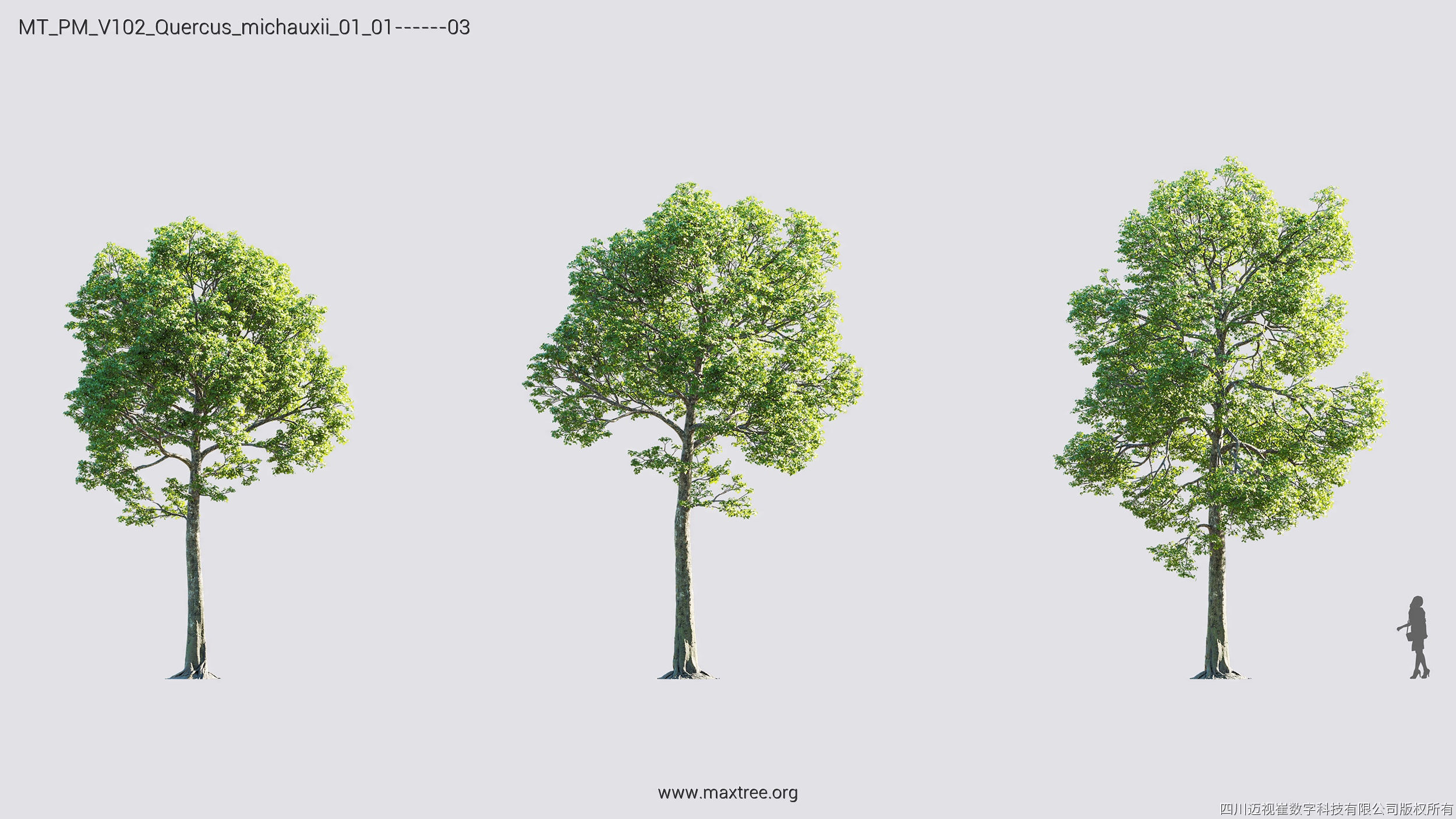 Maxtree Plant Models Vol 102 - Mesh 3D model_25