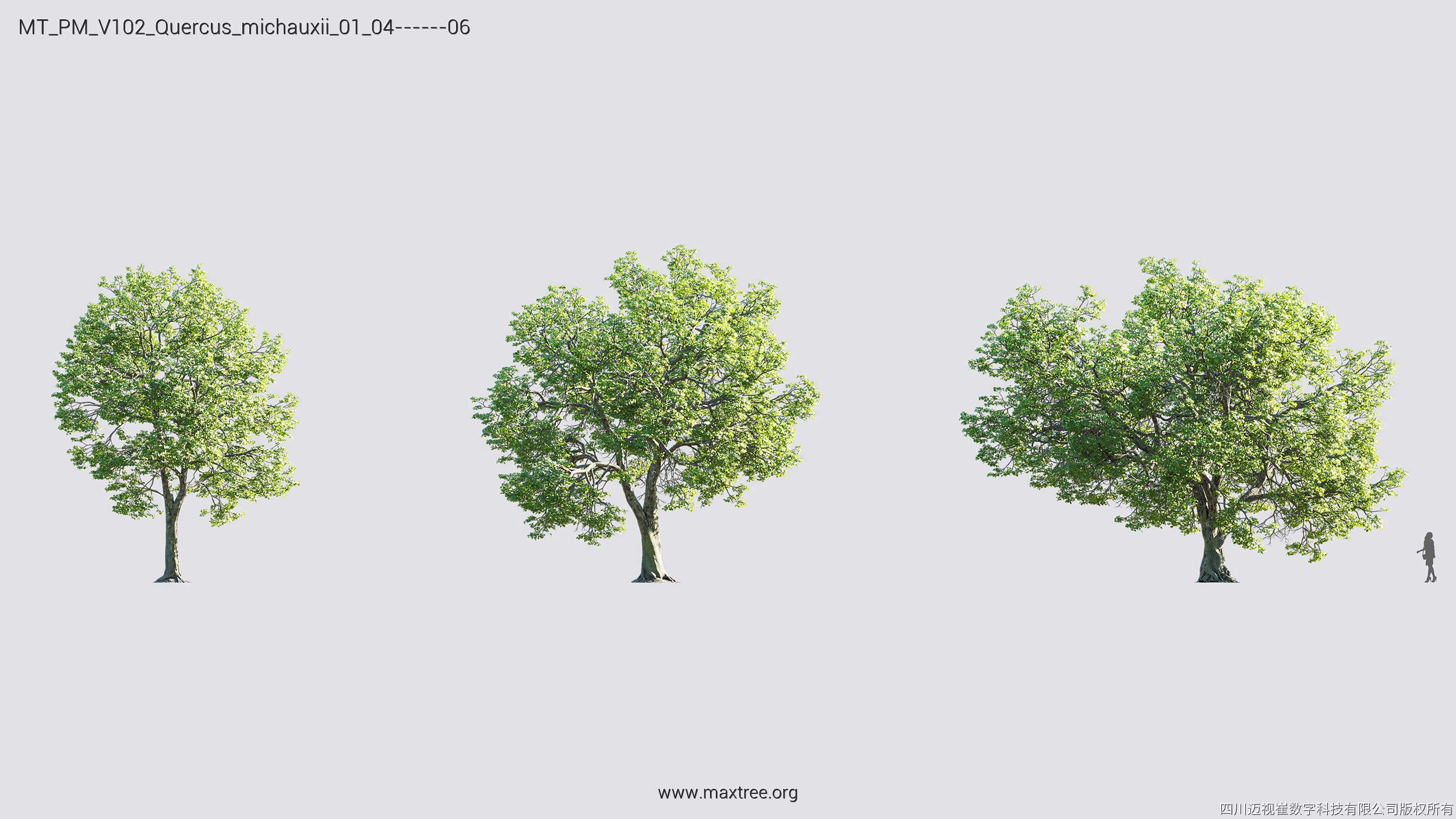 Maxtree Plant Models Vol 102 - Mesh 3D model_26