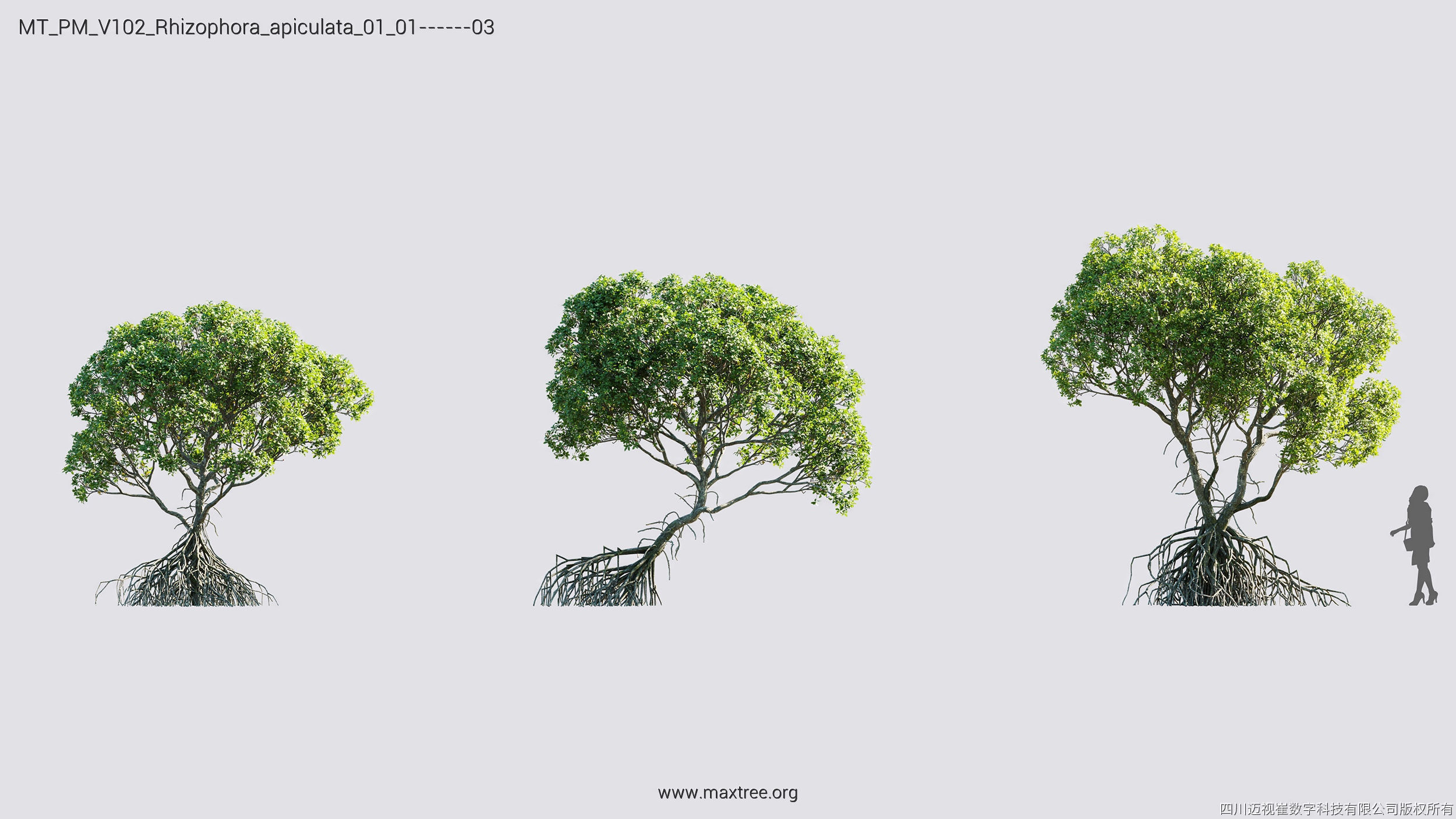 Maxtree Plant Models Vol 102 - Mesh 3D model_27