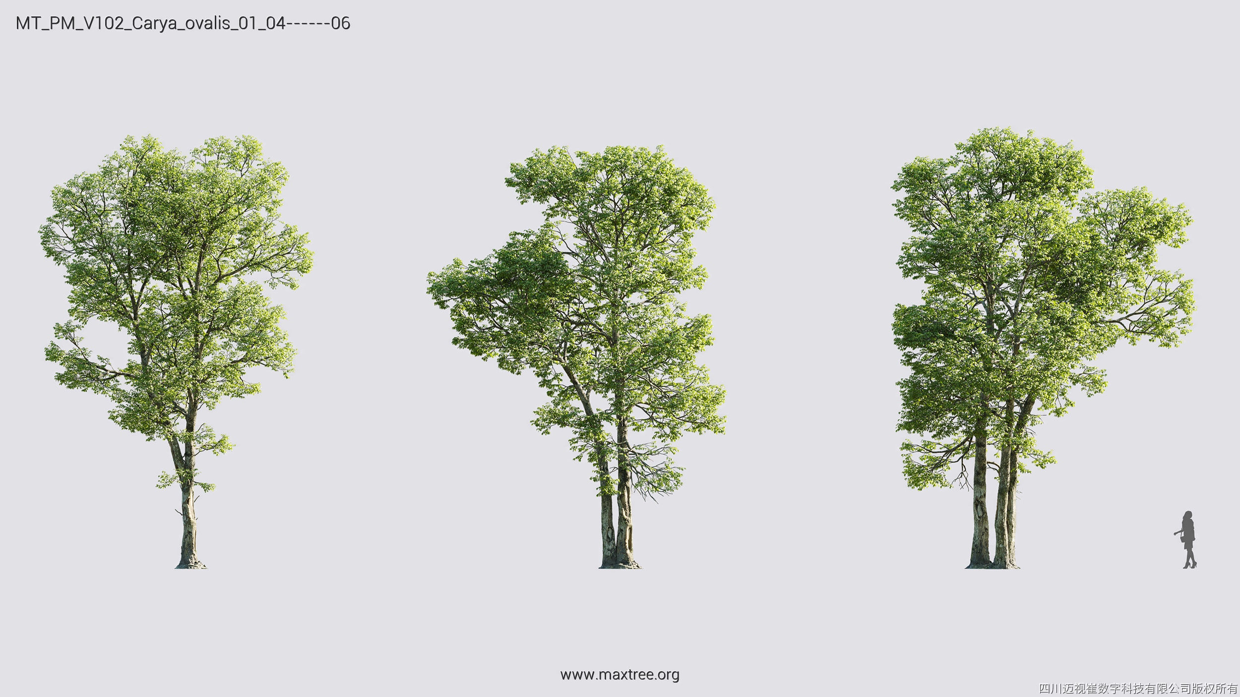 Maxtree Plant Models Vol 102 - Mesh 3D model_14