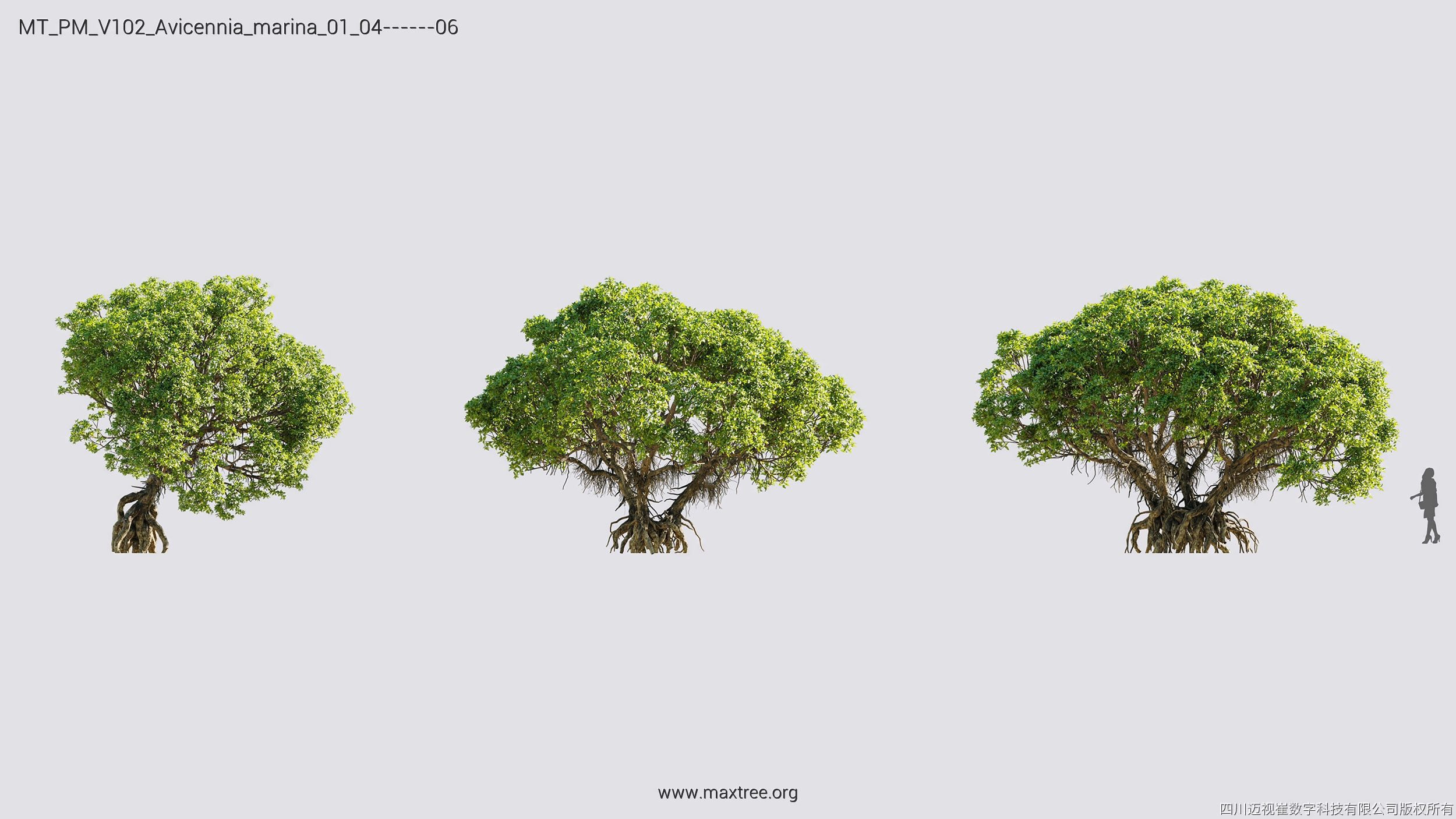 Maxtree Plant Models Vol 102 - Mesh 3D model_12