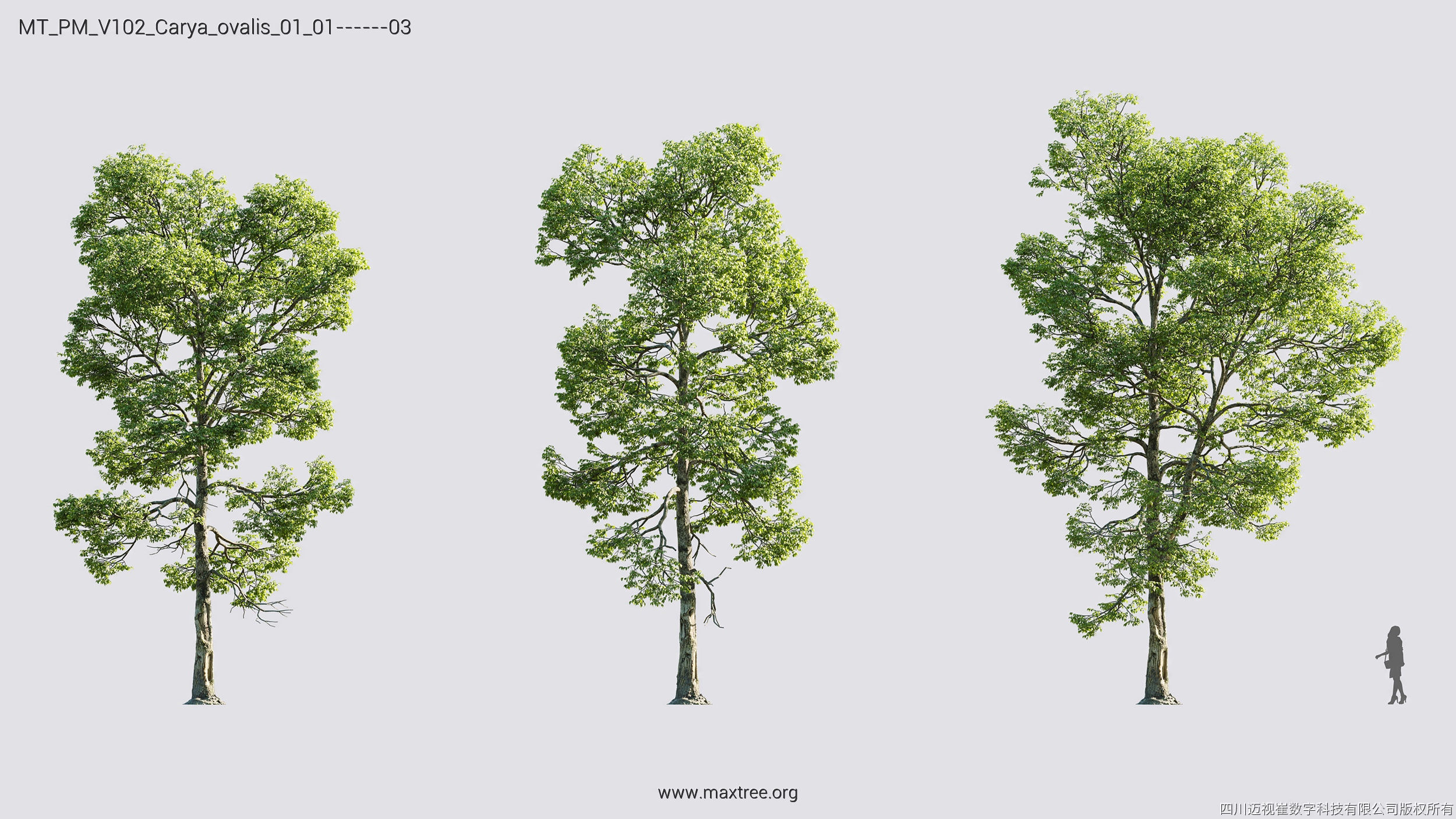 Maxtree Plant Models Vol 102 - Mesh 3D model_13