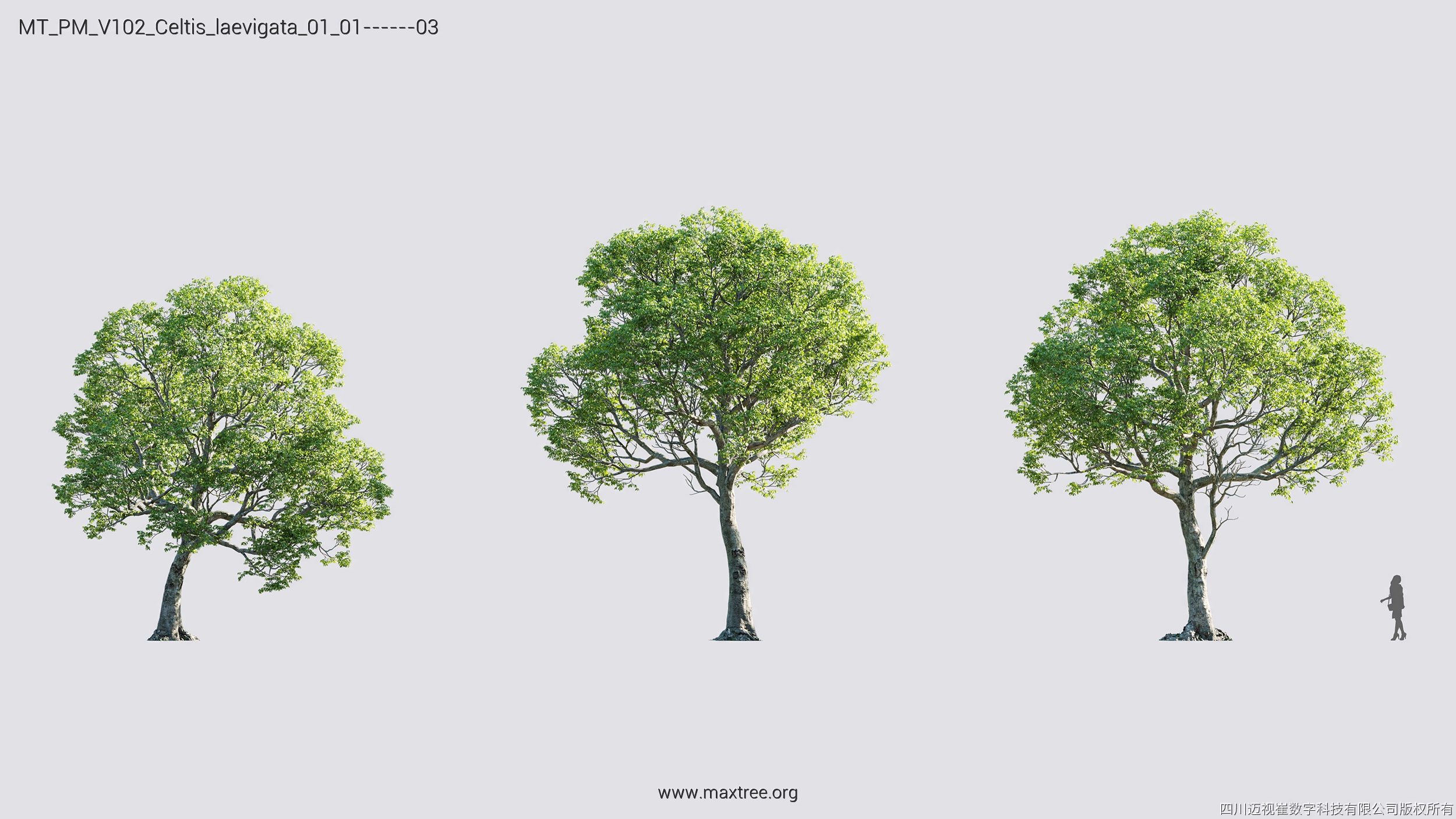 Maxtree Plant Models Vol 102 - Mesh 3D model_15