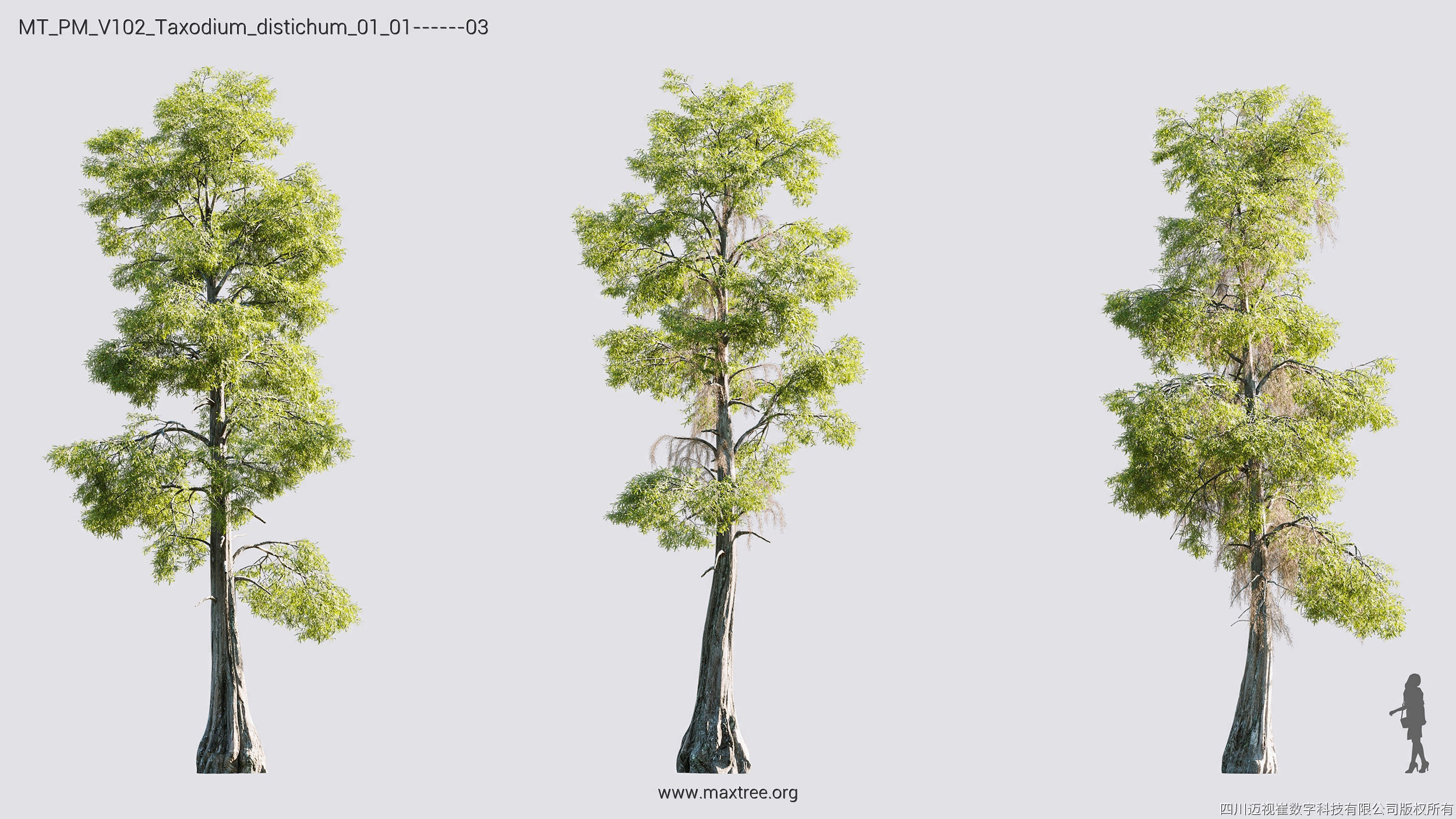 Maxtree Plant Models Vol 102 - Mesh 3D model_33
