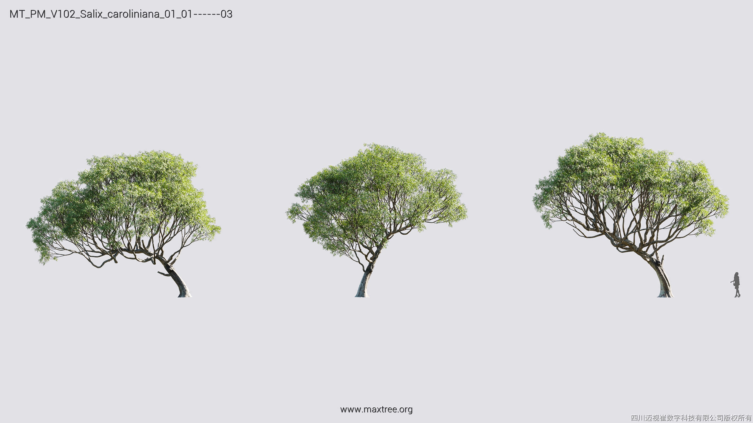 Maxtree Plant Models Vol 102 - Mesh 3D model_29