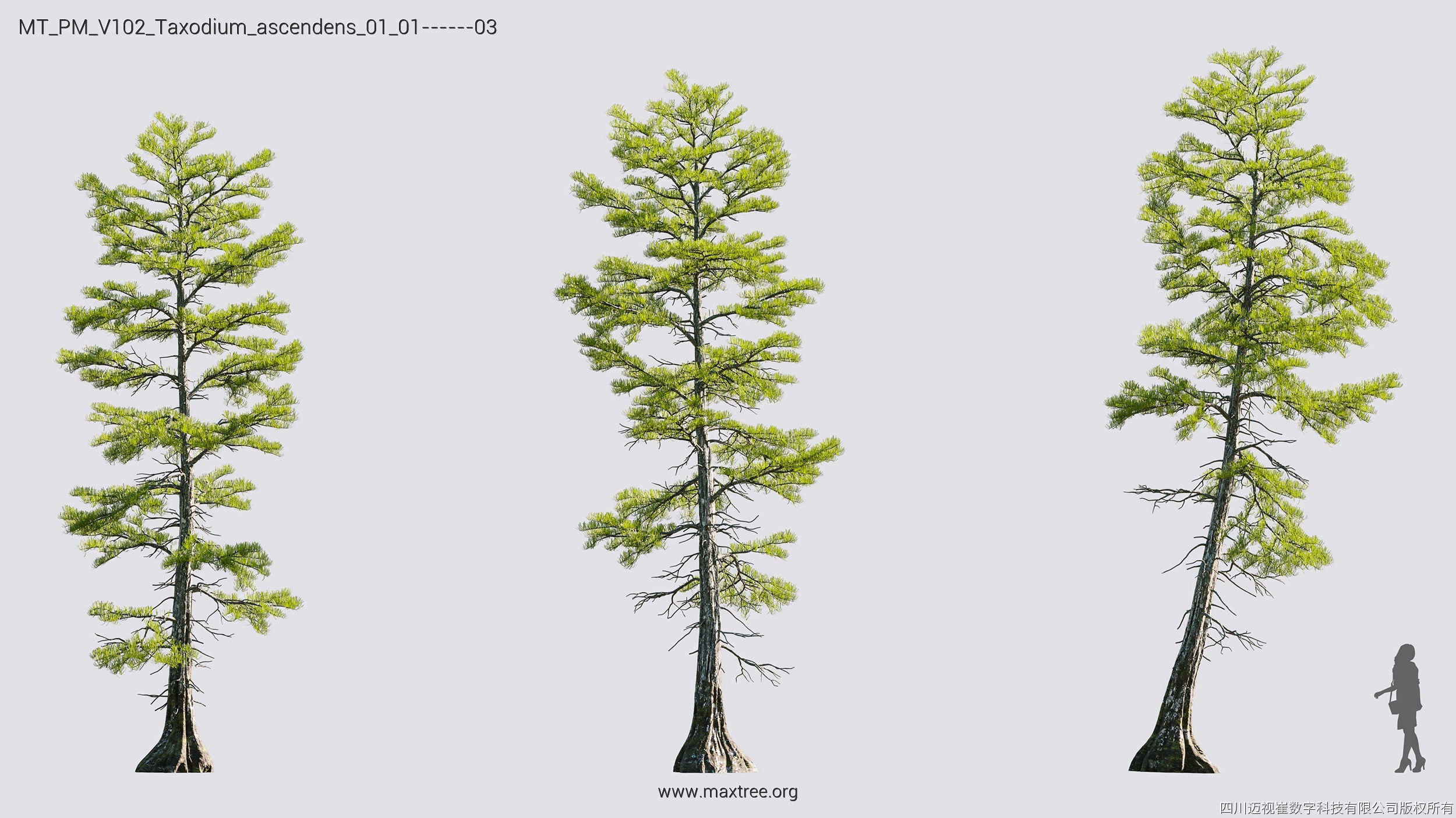Maxtree Plant Models Vol 102 - Mesh 3D model_31