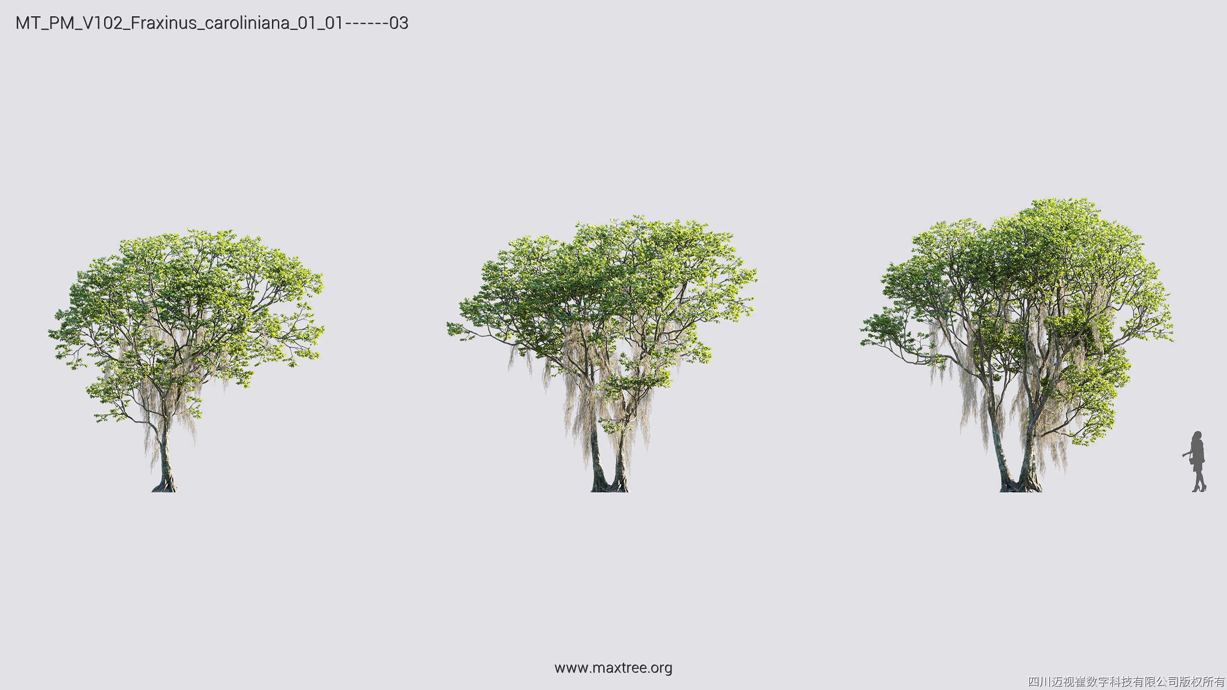 Maxtree Plant Models Vol 102 - Mesh 3D model_17