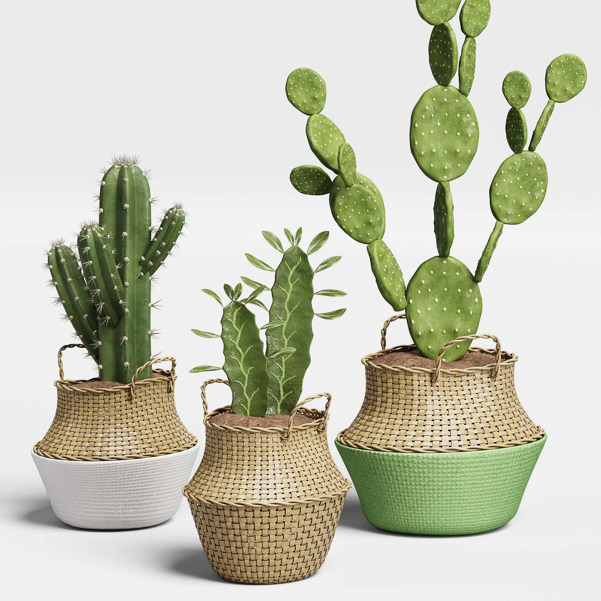 Indoor Plant Set 13-Cactus 3D model_2