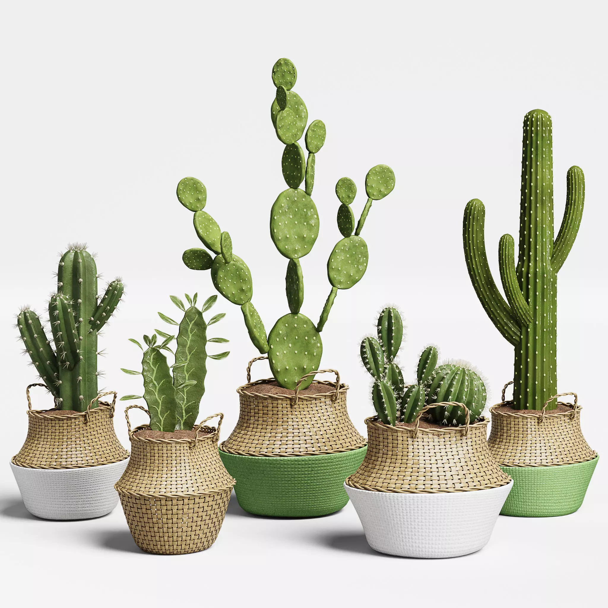 Indoor Plant Set 13-Cactus 3D model_0