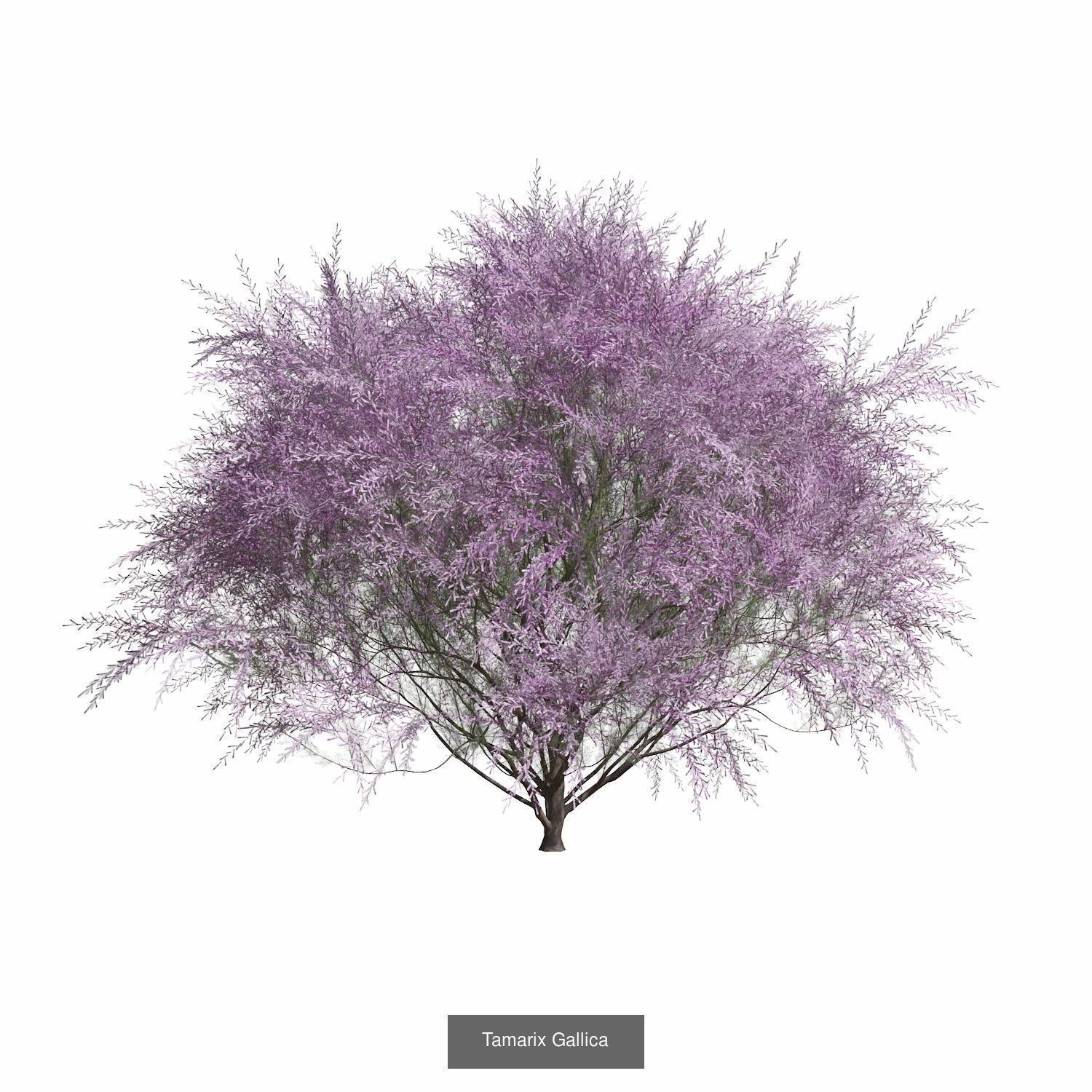 Tamarix Gallica - Chinese Banyan Tree Bundle 3D Model Collection_2