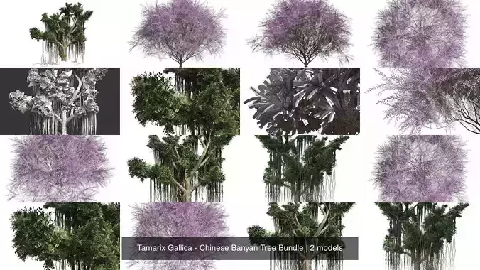 Tamarix Gallica - Chinese Banyan Tree Bundle 3D Model Collection