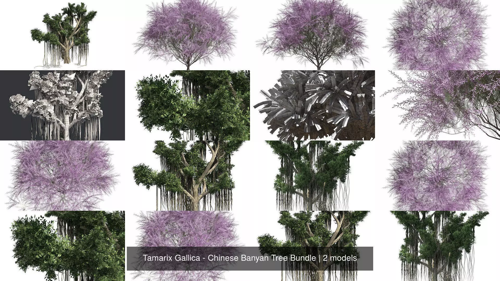 Tamarix Gallica - Chinese Banyan Tree Bundle 3D Model Collection_0