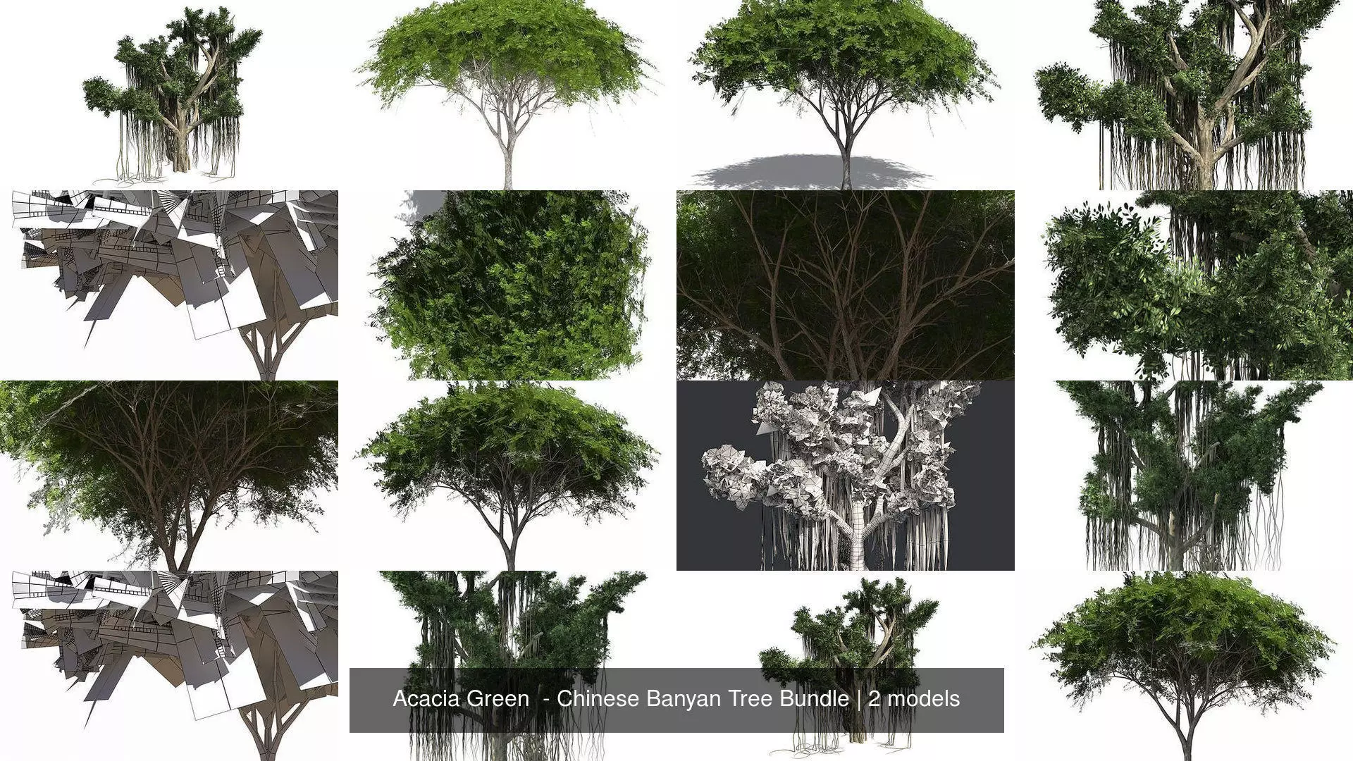 Acacia Green  - Chinese Banyan Tree Bundle 3D Model Collection_0