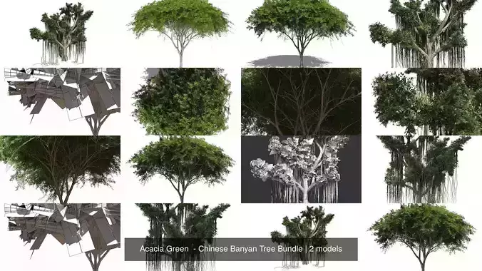 Acacia Green  - Chinese Banyan Tree Bundle 3D Model Collection