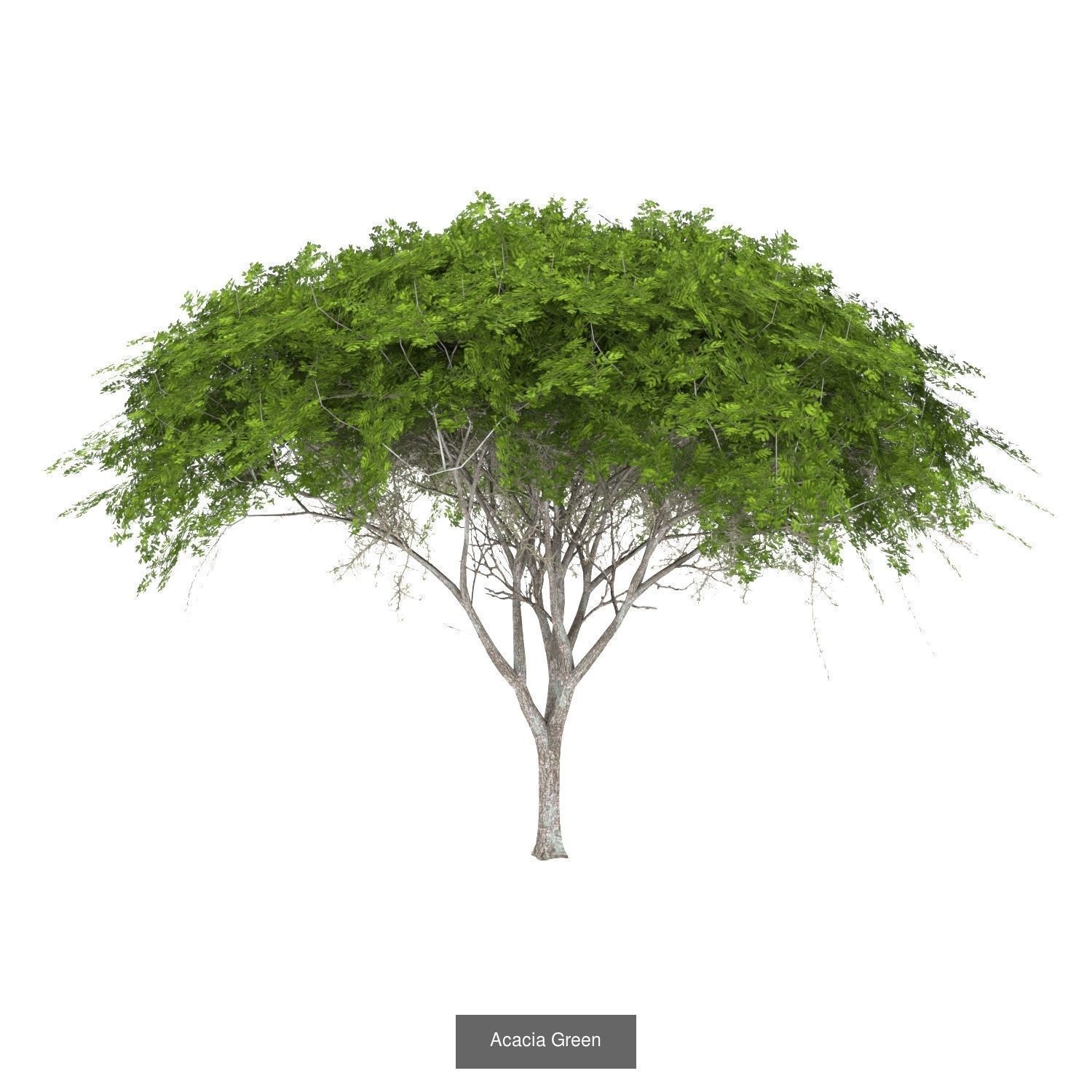 Acacia Green  - Chinese Banyan Tree Bundle 3D Model Collection_2
