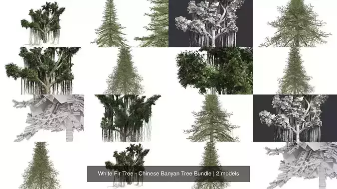 White Fir Tree - Chinese Banyan Tree Bundle 3D Model Collection