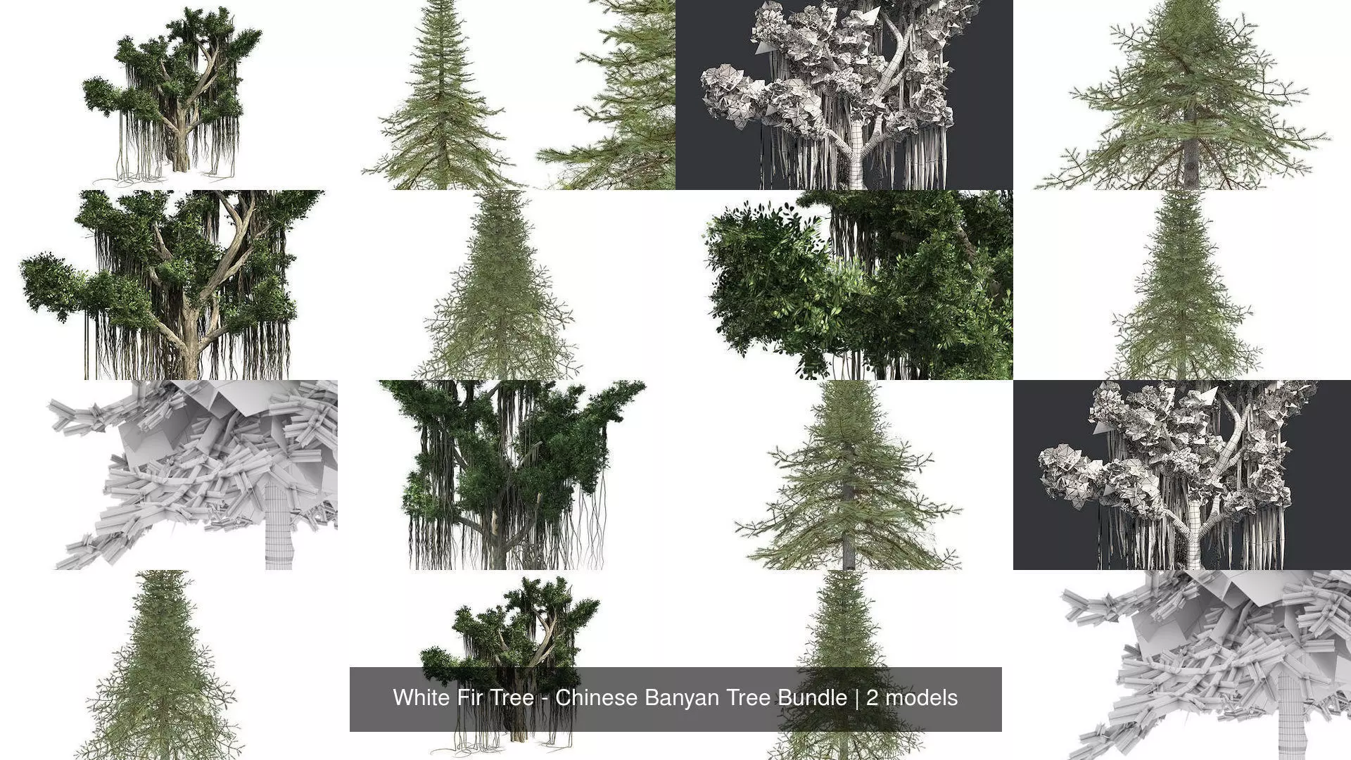 White Fir Tree - Chinese Banyan Tree Bundle 3D Model Collection_0