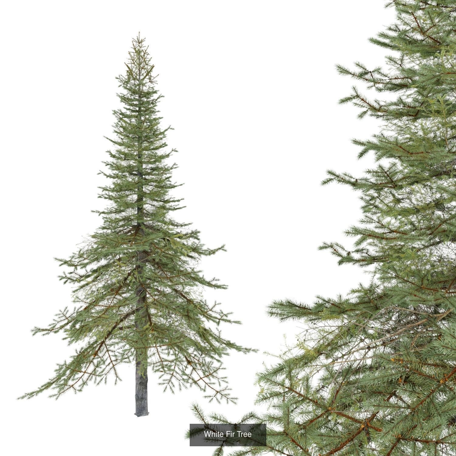 White Fir Tree - Chinese Banyan Tree Bundle 3D Model Collection_2